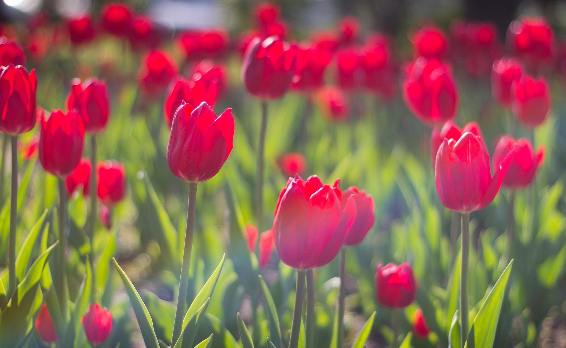 98880 descargar fondo de pantalla primavera, flores, tulipanes, de cerca, primer plano, cama de flores, parterre, soleado: protectores de pantalla e imágenes gratis