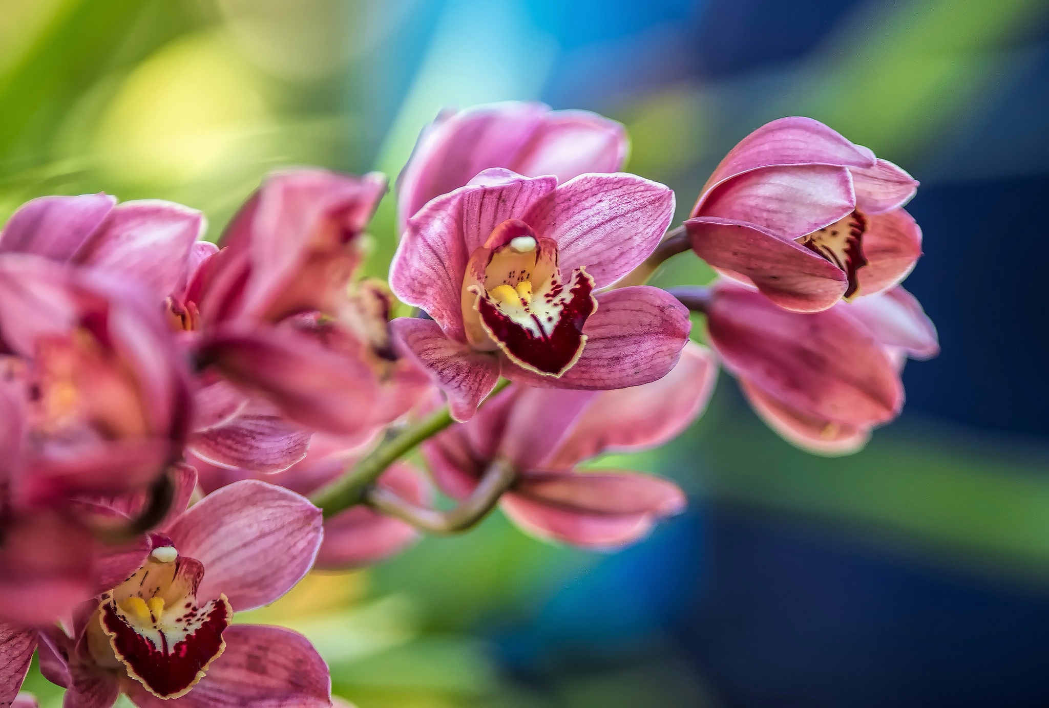 Laden Sie das Natur, Blumen, Blume, Orchidee, Erde/natur, Pinke Blume-Bild kostenlos auf Ihren PC-Desktop herunter