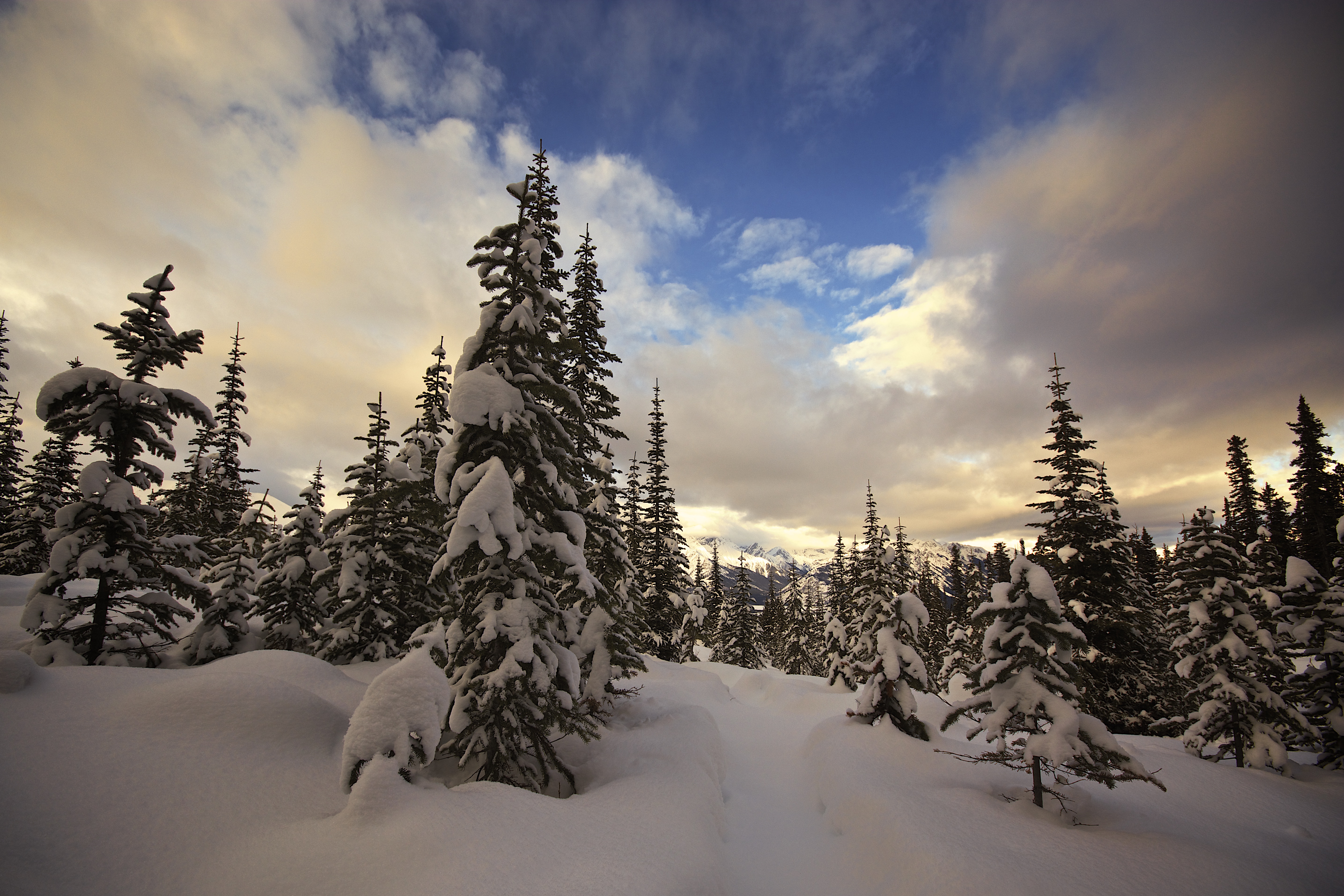 Скачать картинку Зима, Облака, Снег, Лес, Дерево, Земля/природа в телефон бесплатно.