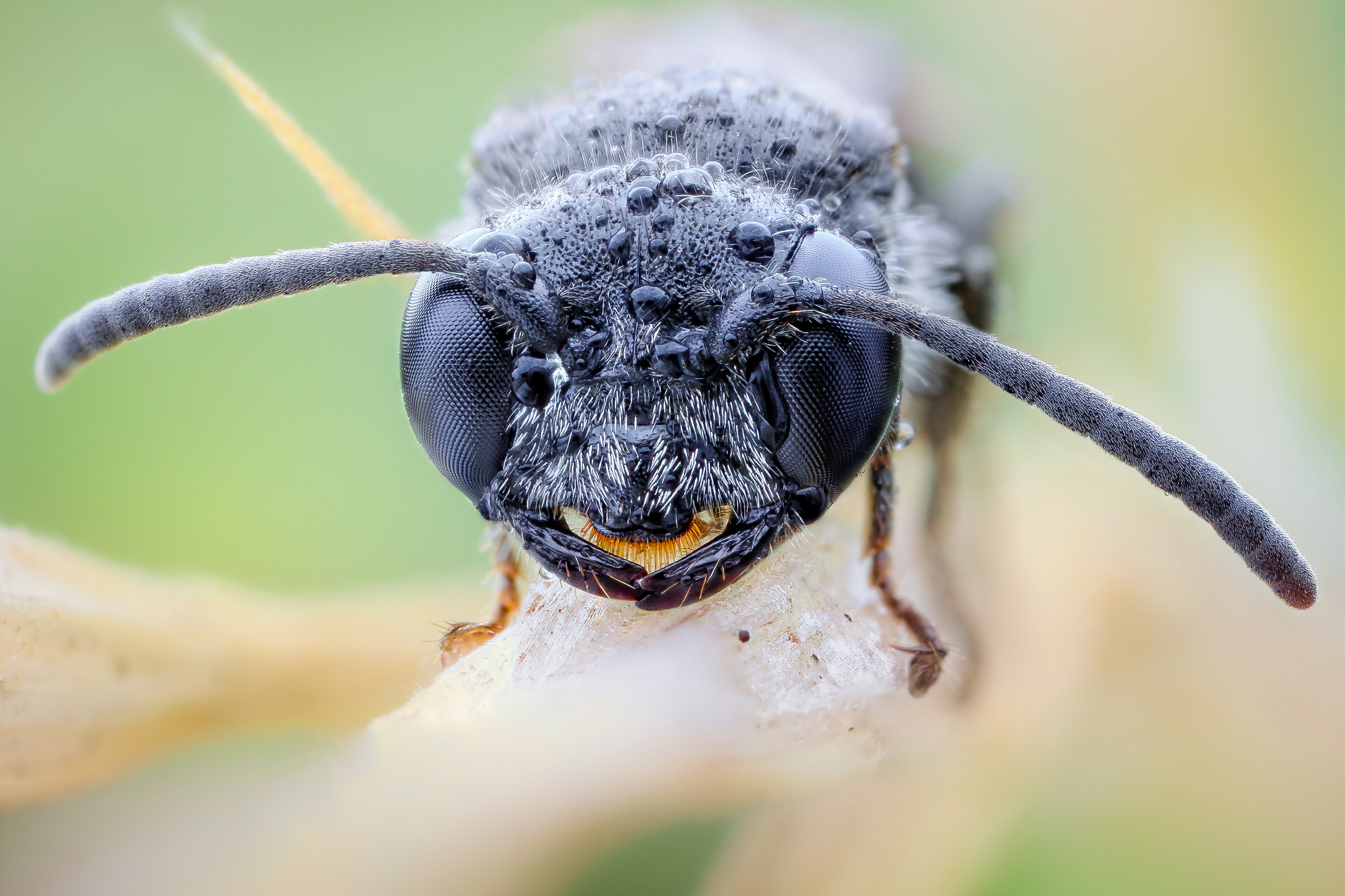 Téléchargez des papiers peints mobile Animaux, Insecte gratuitement.