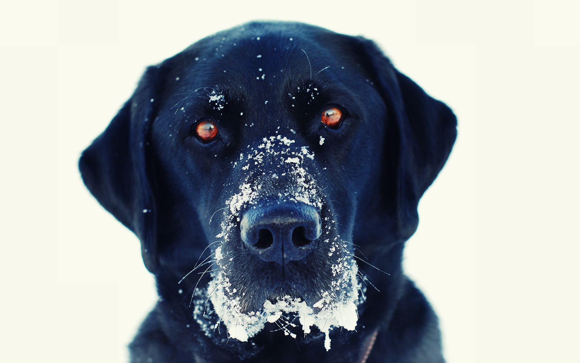 Baixar papel de parede para celular de Animais, Cães, Cão gratuito.