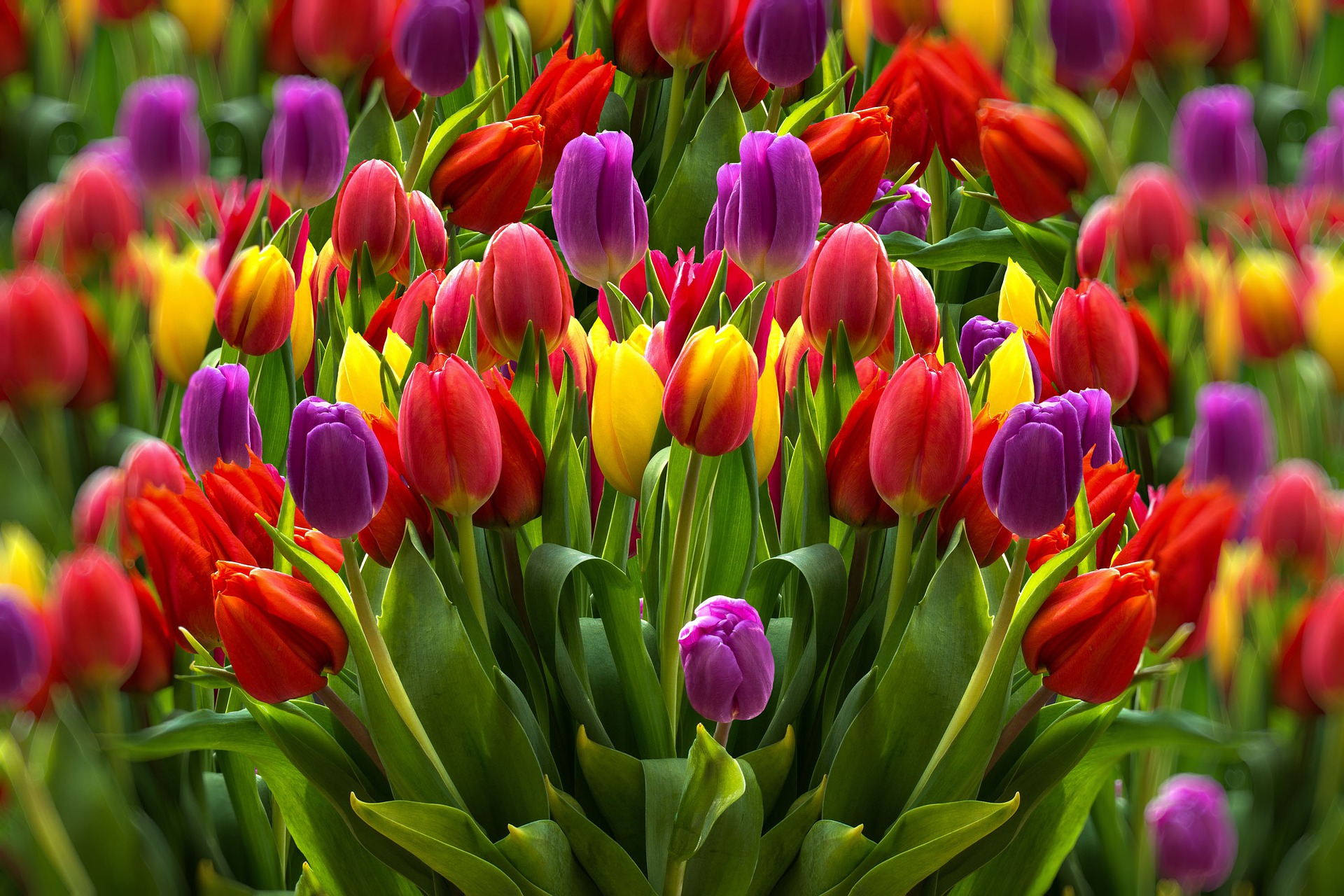 Download mobile wallpaper Flowers, Earth, Colors, Tulip for free.