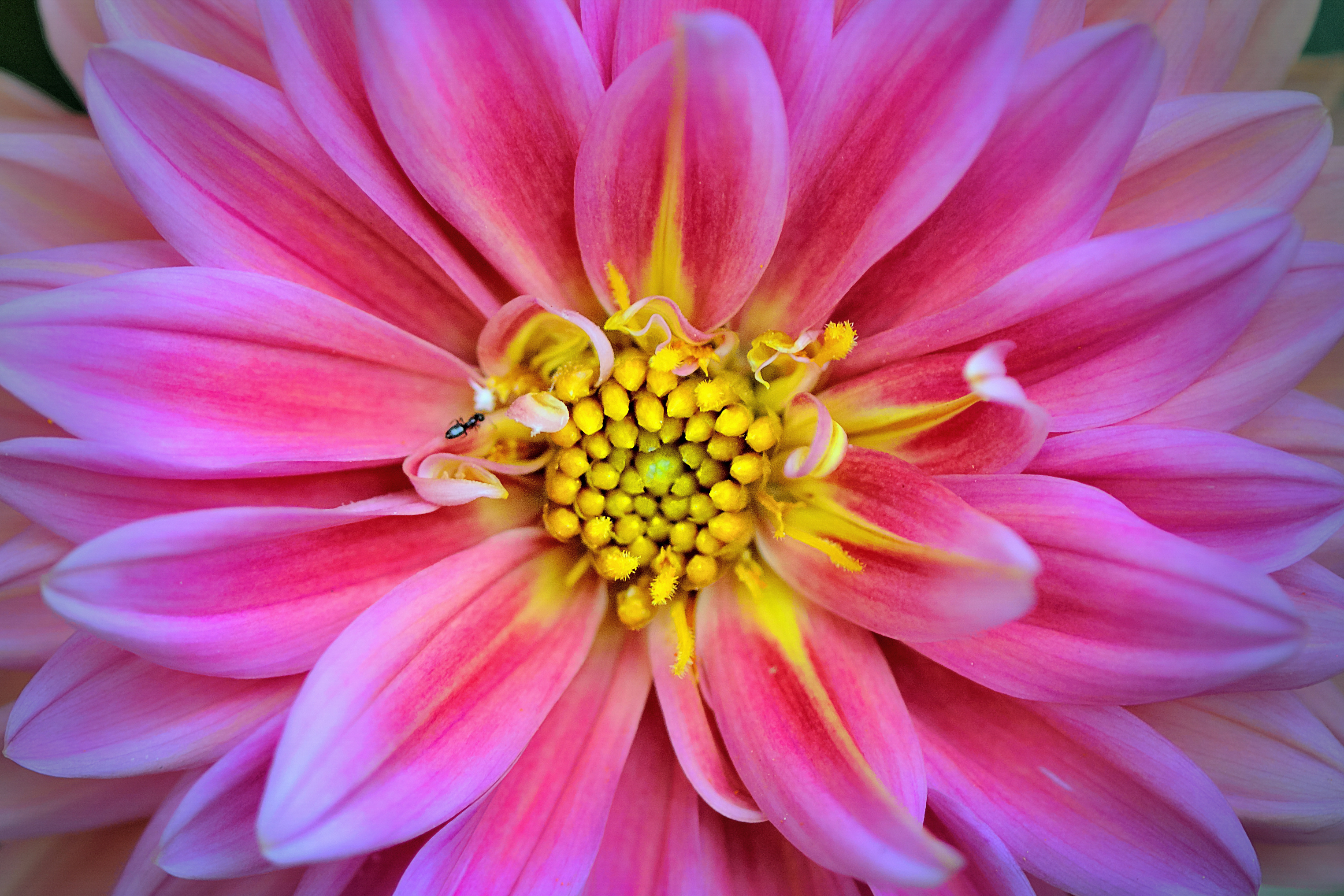 Free download wallpaper Flowers, Flower, Close Up, Earth, Dahlia, Pink Flower on your PC desktop