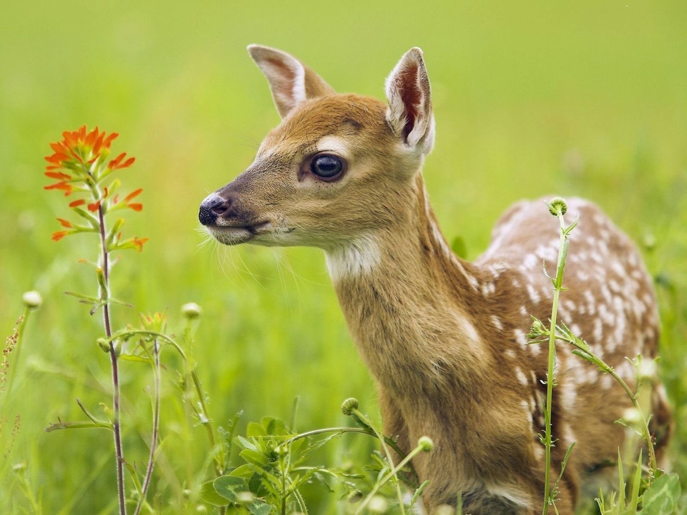 Free download wallpaper Animals, Deers on your PC desktop