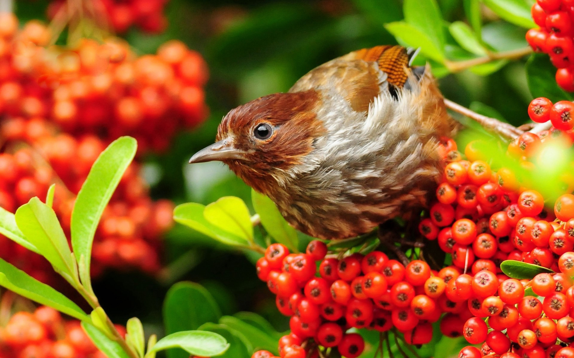 Descarga gratuita de fondo de pantalla para móvil de Ave, Aves, Animales.