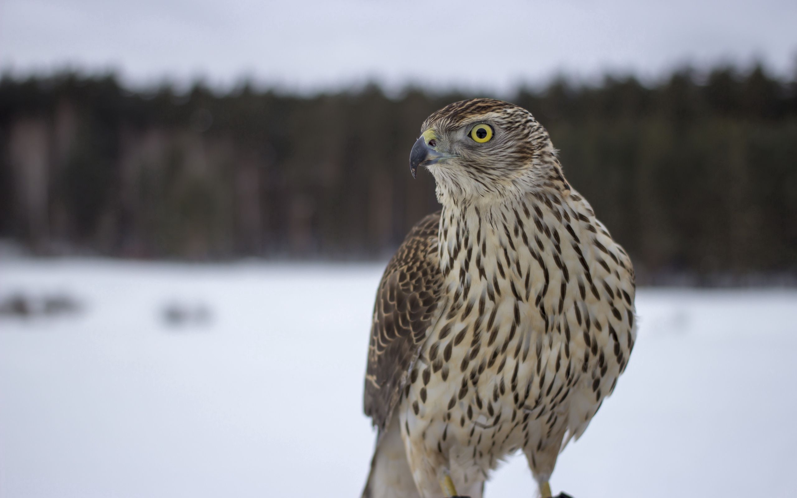 beak, animals, bird, sight, opinion HD for desktop 1080p