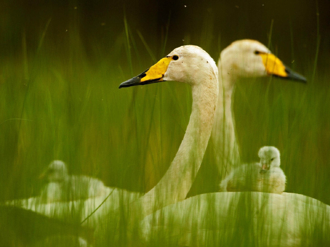 Laden Sie das Ducks, Tiere-Bild kostenlos auf Ihren PC-Desktop herunter