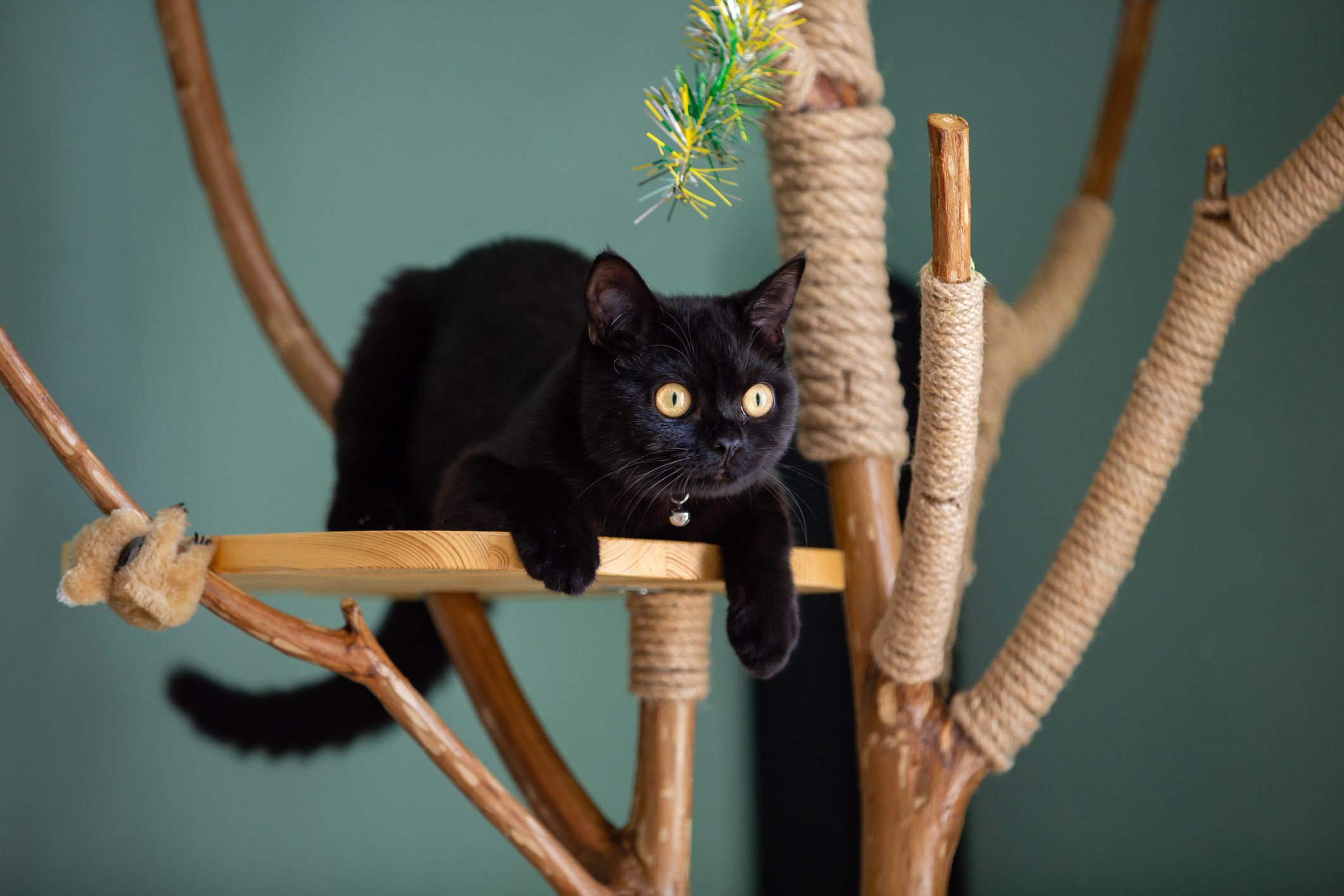 Baixe gratuitamente a imagem Gato, Gatos, Animais na área de trabalho do seu PC