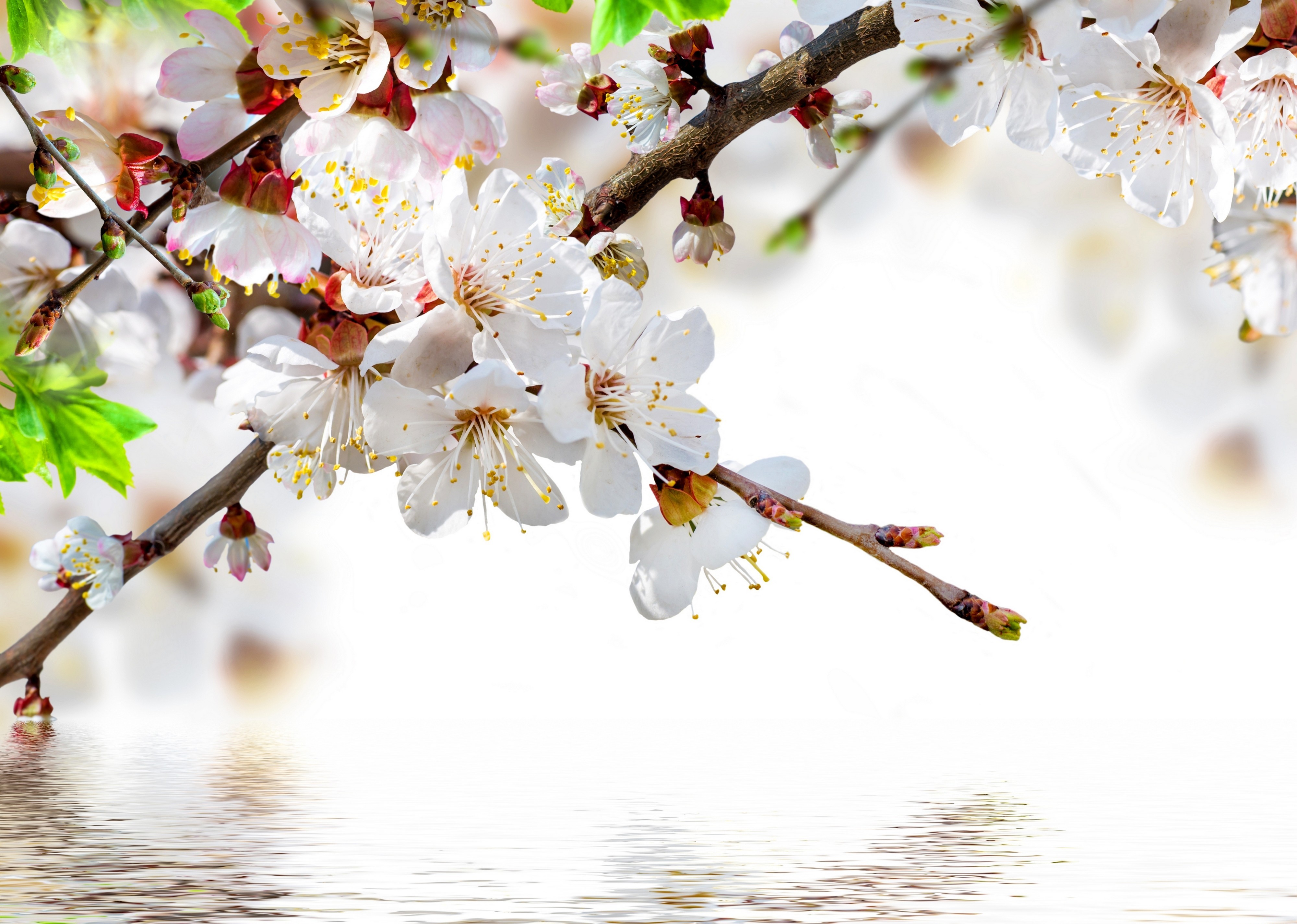 Download mobile wallpaper Blossom, Spring, Flowers, Earth for free.