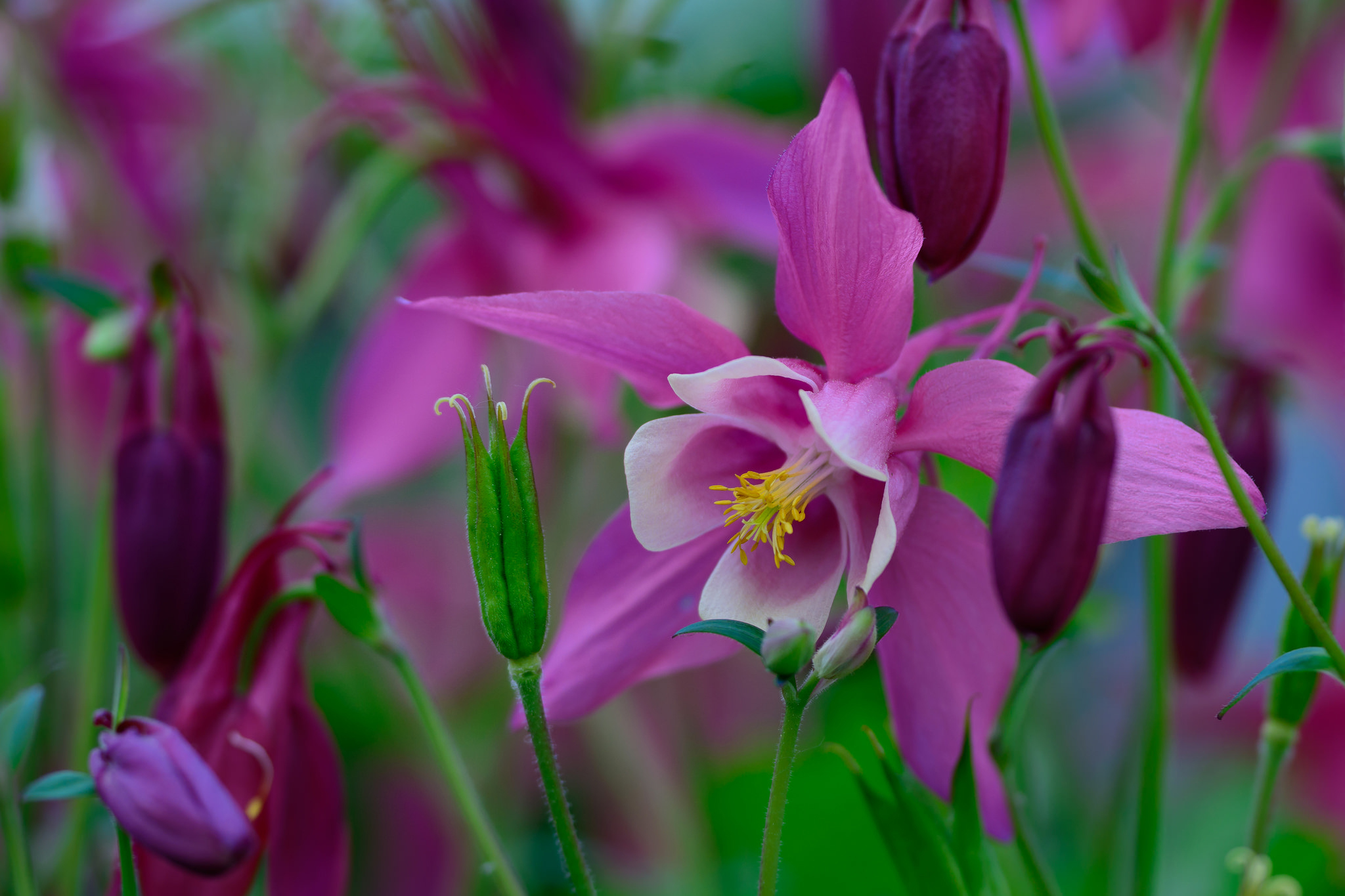 Download mobile wallpaper Nature, Flowers, Flower, Earth, Purple Flower, Columbine for free.