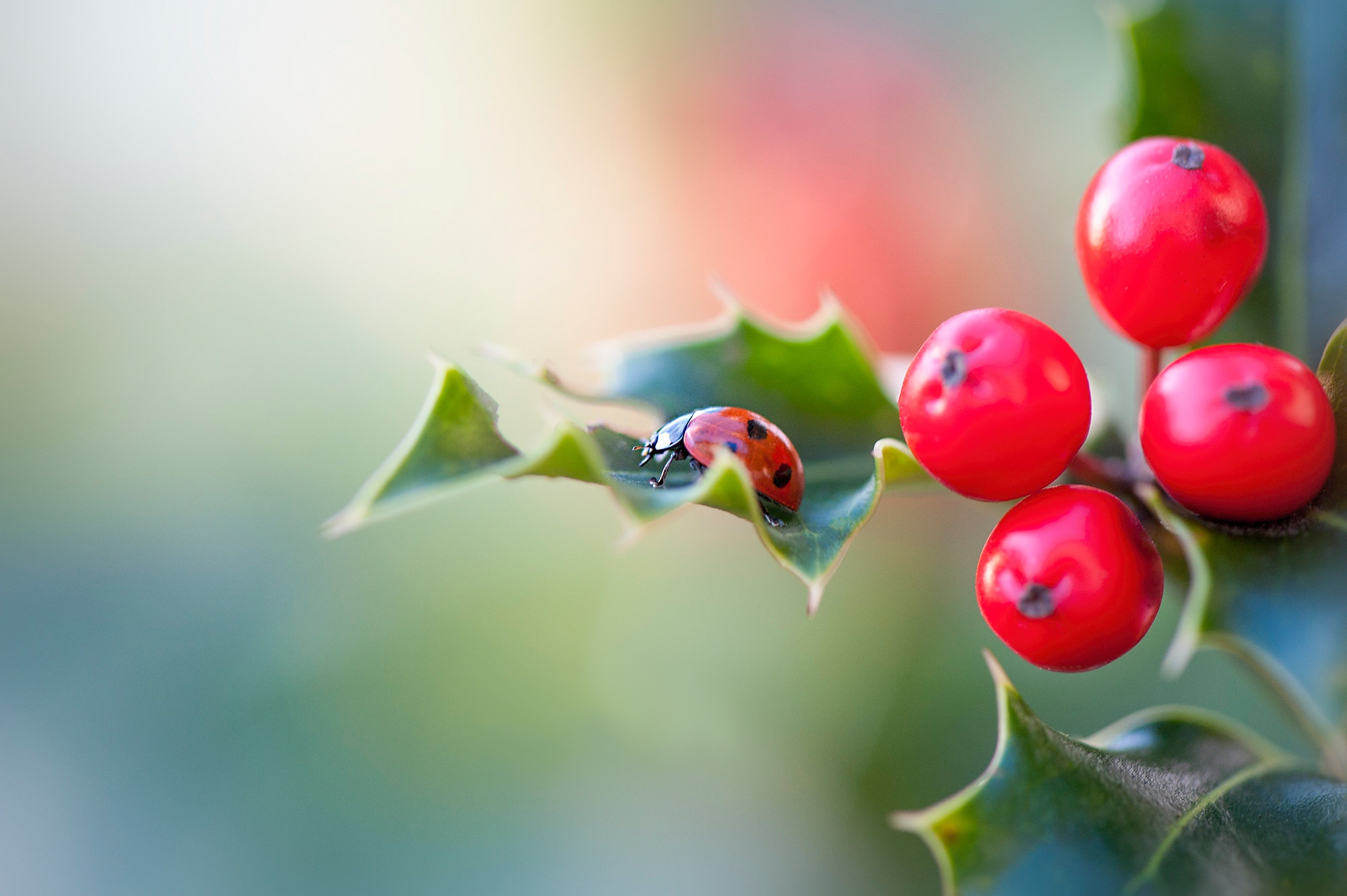 Download mobile wallpaper Macro, Insect, Berry, Animal, Ladybug for free.