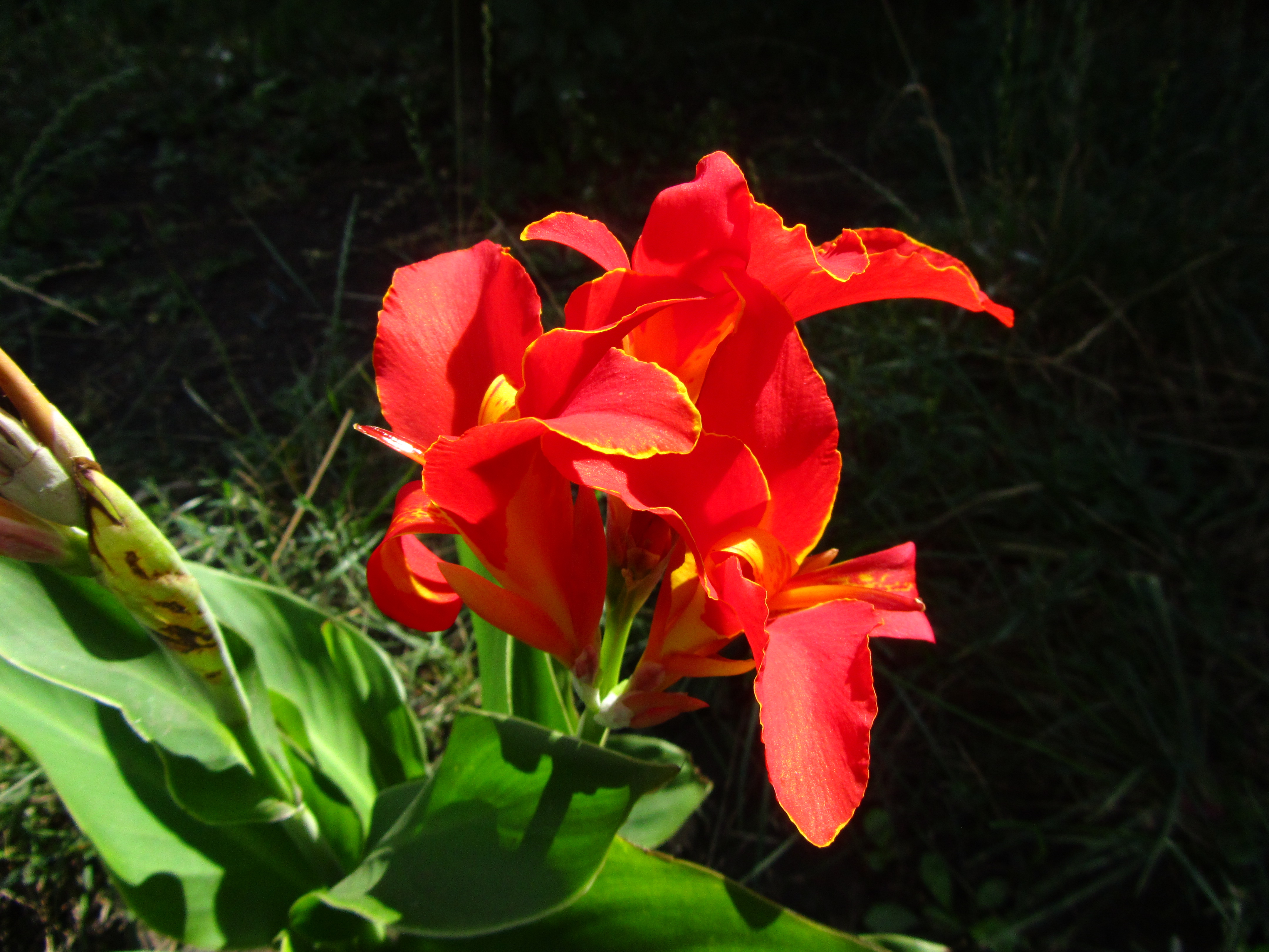 Téléchargez gratuitement l'image Fleurs, Fleur, Terre/nature sur le bureau de votre PC