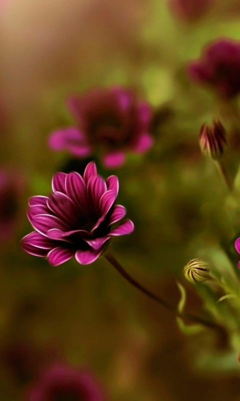 無料モバイル壁紙自然, フラワーズ, 花, 閉じる, 地球, 紫色の花をダウンロードします。