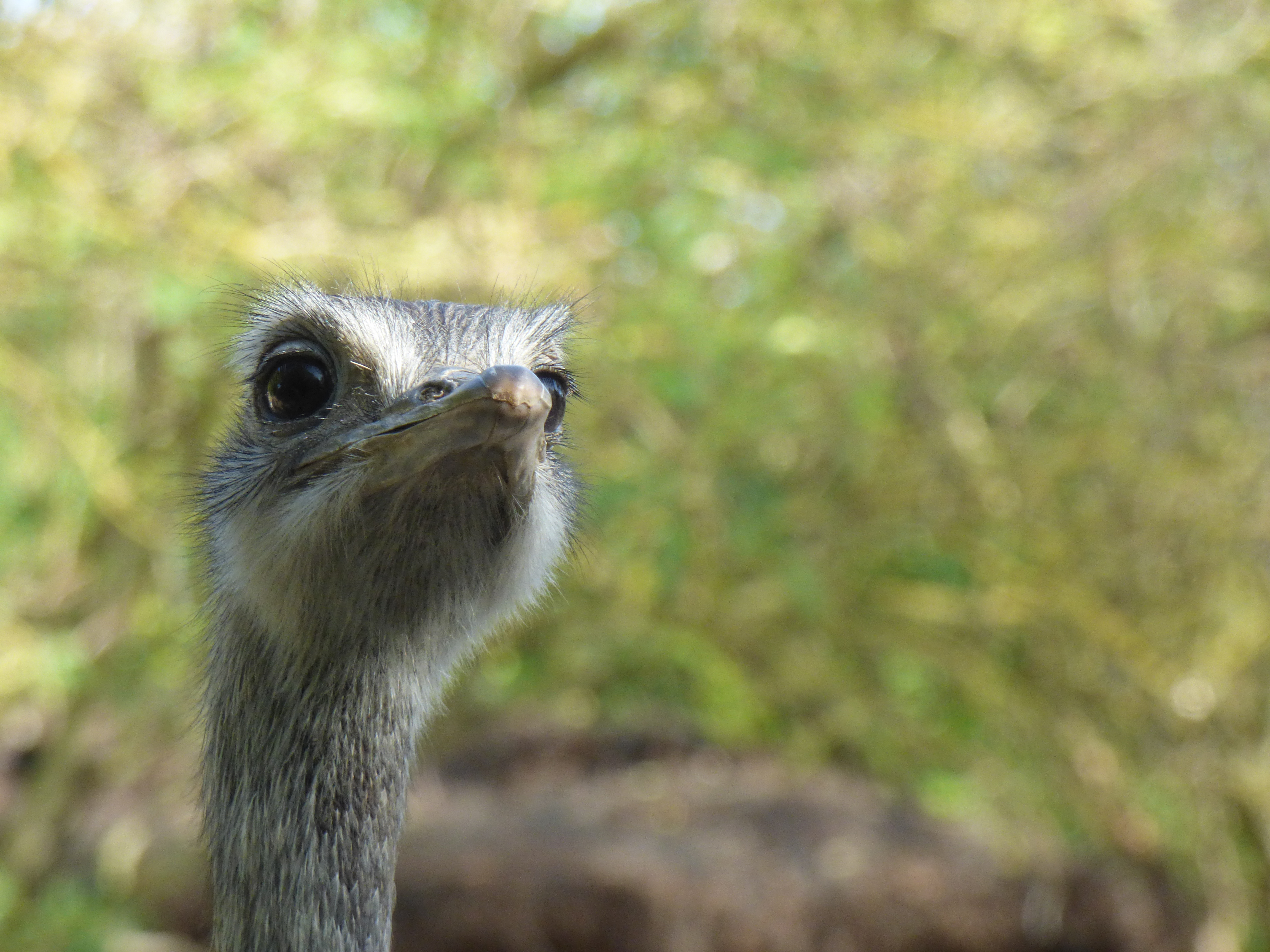 422761 Bild herunterladen tiere, emu, vögel - Hintergrundbilder und Bildschirmschoner kostenlos