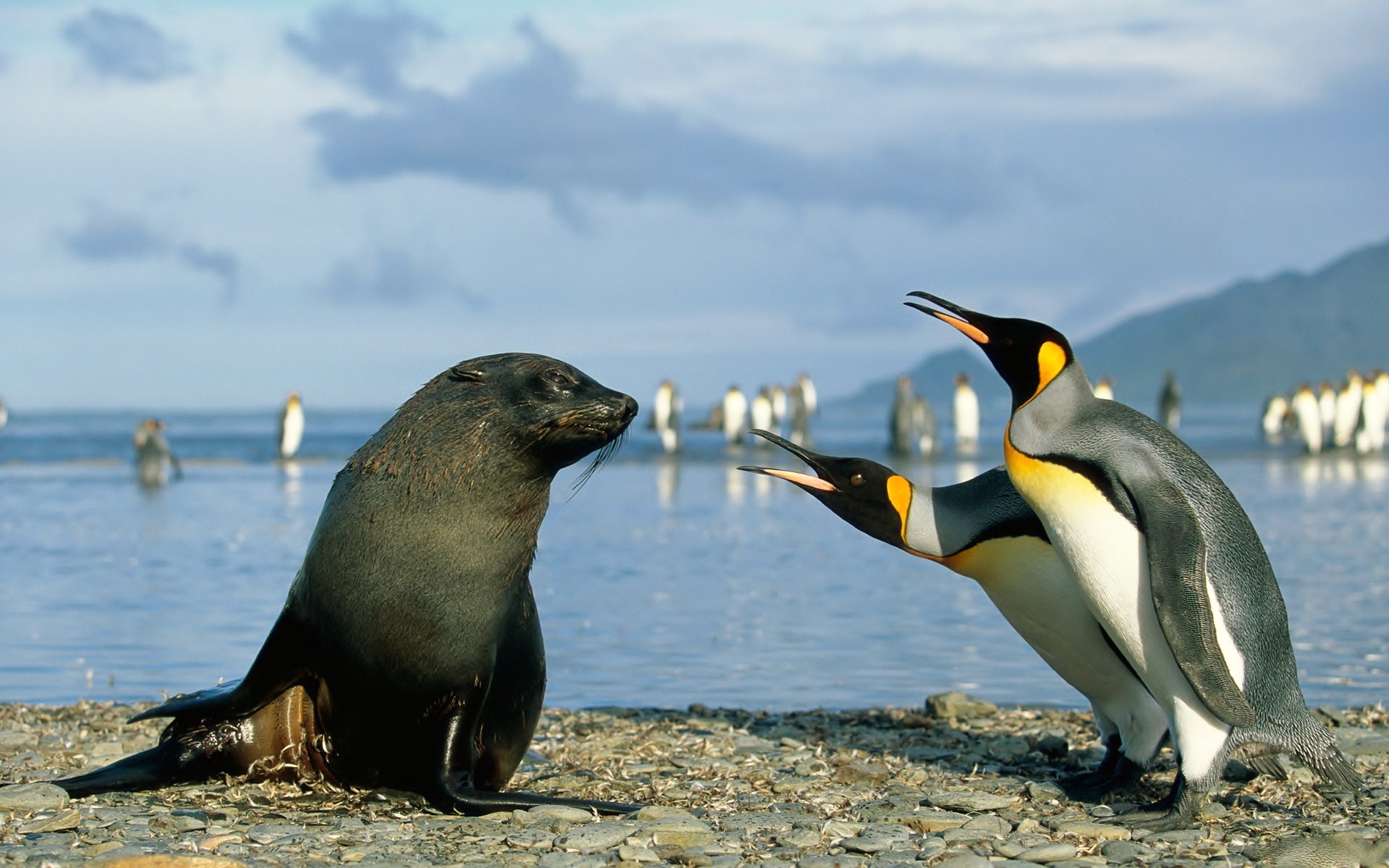 Descarga gratuita de fondo de pantalla para móvil de Animales, Pingüino.