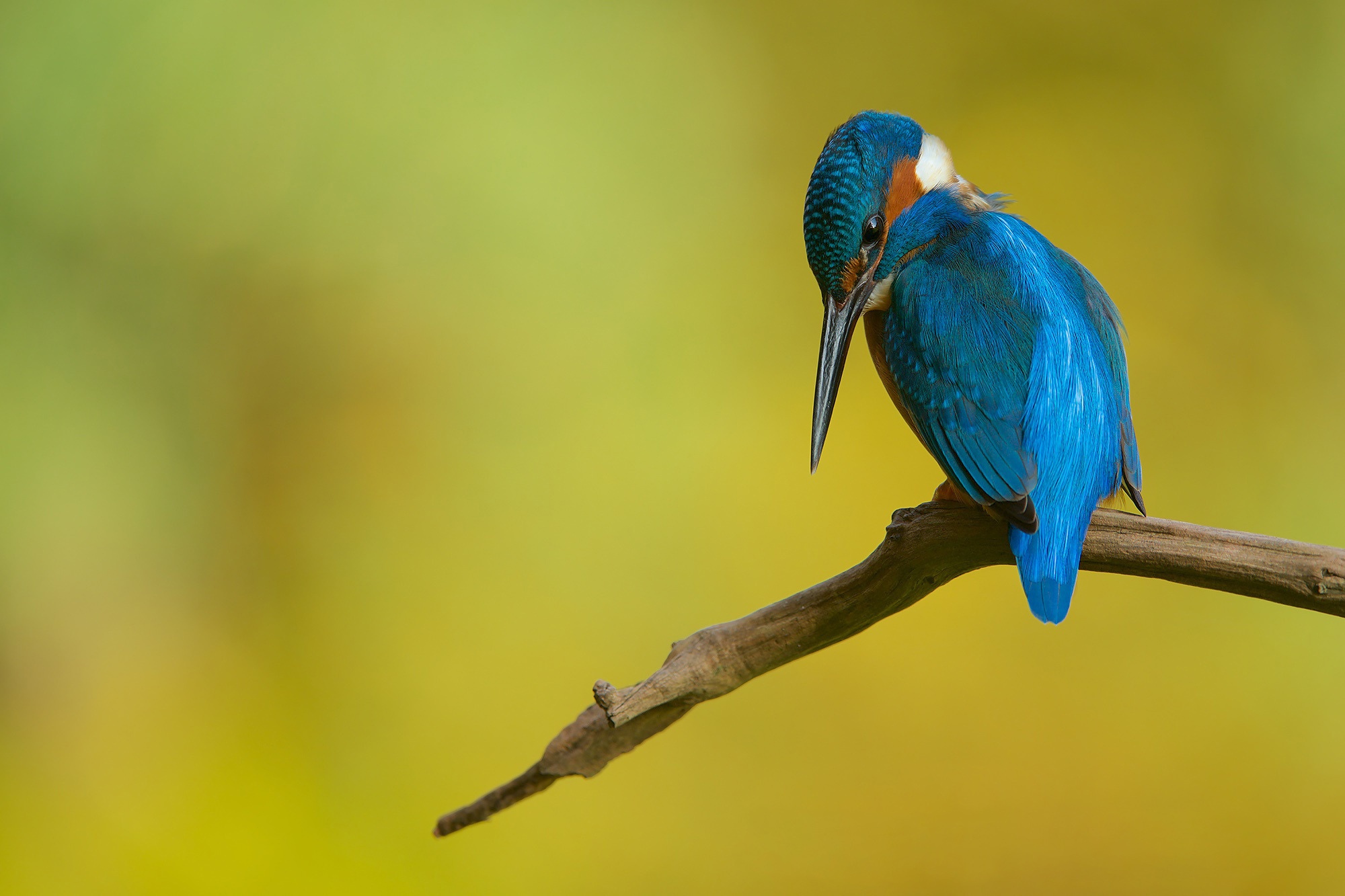Download mobile wallpaper Birds, Bird, Branch, Animal, Kingfisher for free.