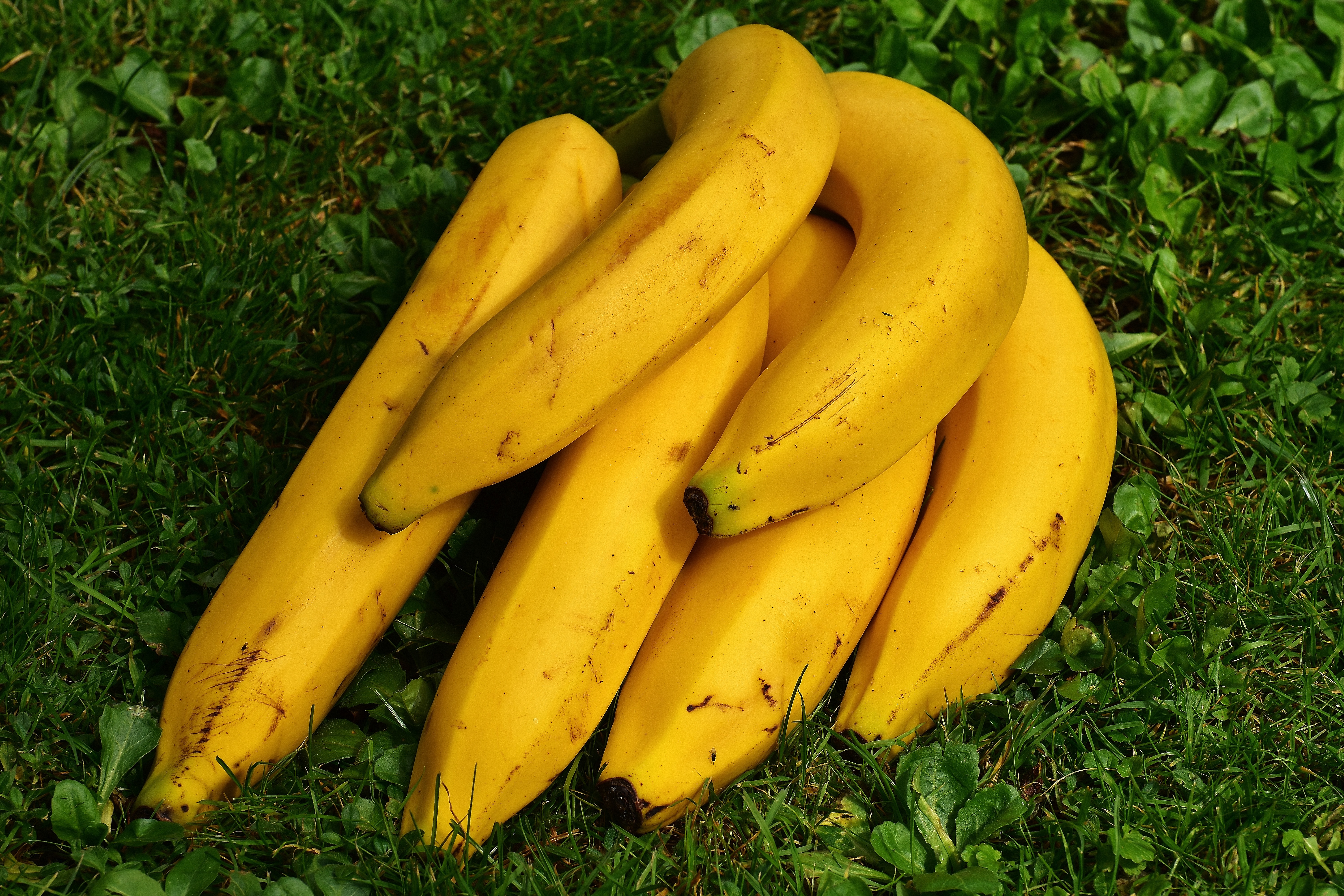 fruits, food, grass, bananas, ripe Image for desktop