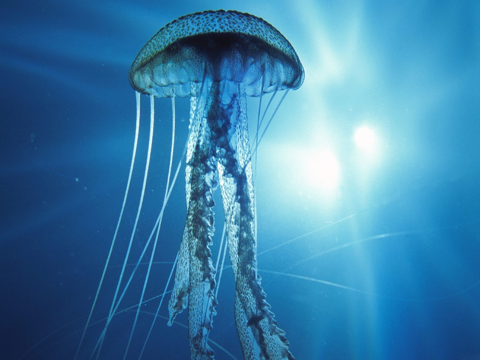 5347 скачать картинку животные, море, медузы, синие - обои и заставки бесплатно