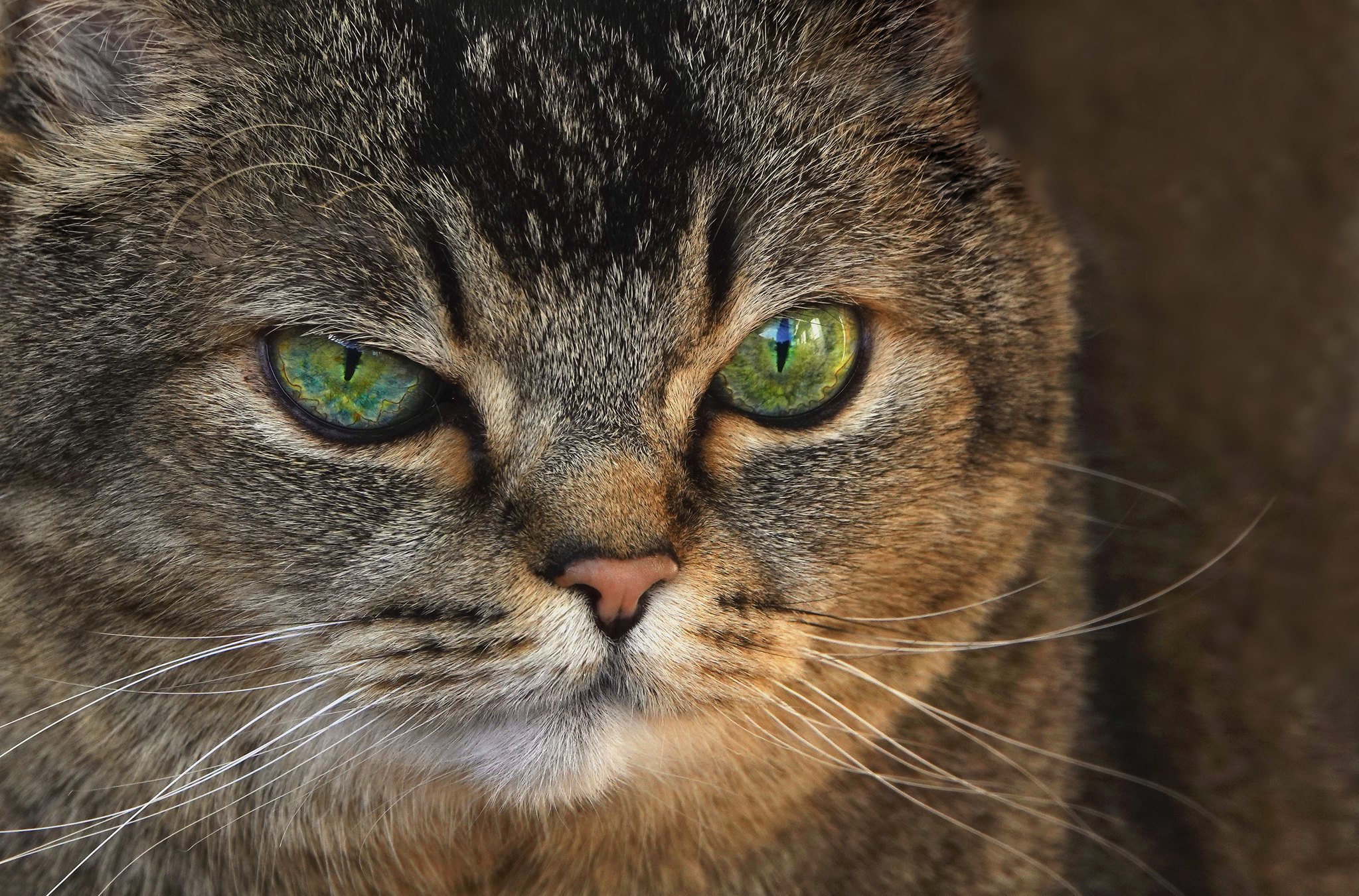 Handy-Wallpaper Tiere, Katzen, Katze kostenlos herunterladen.