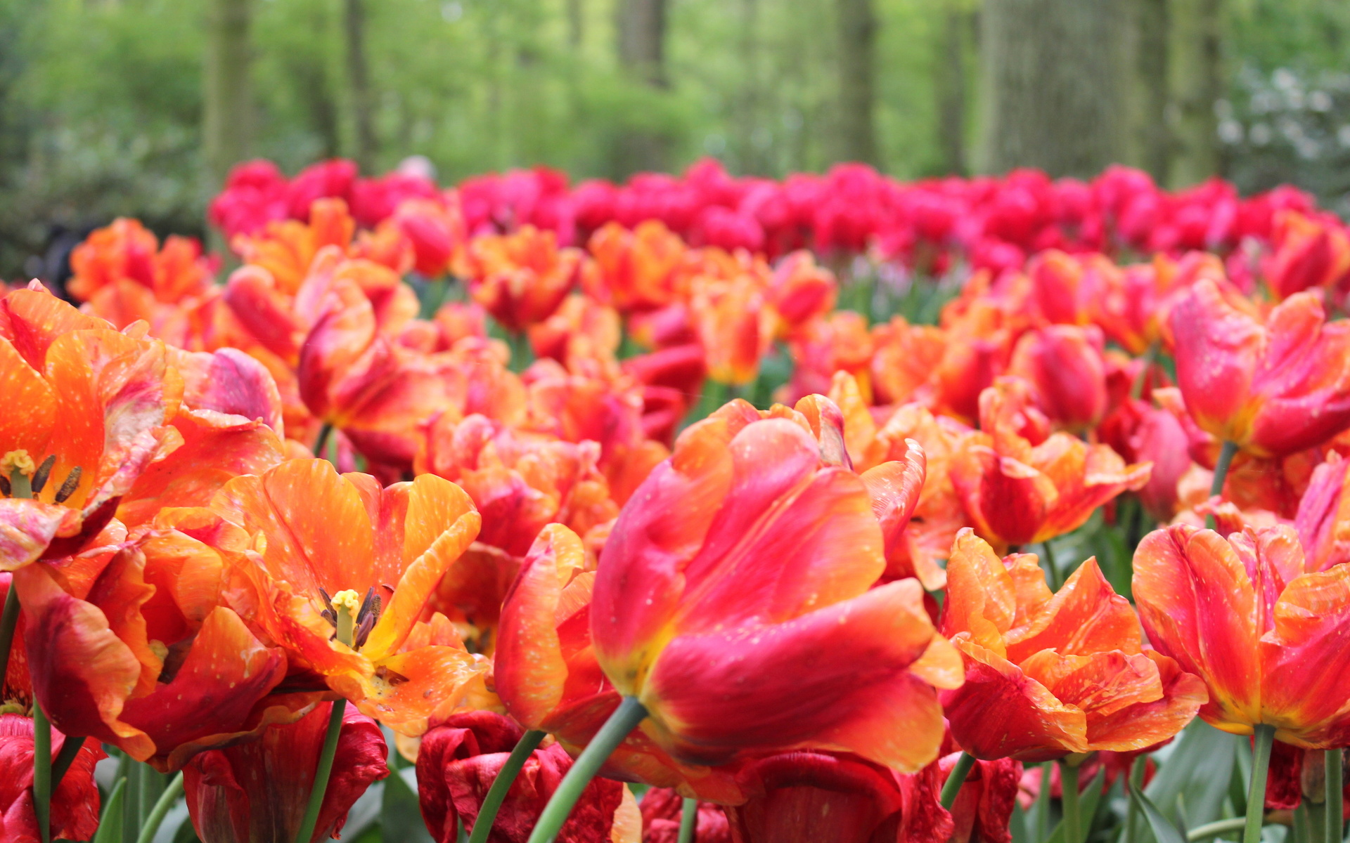 Download mobile wallpaper Tulip, Garden, Flowers, Flower, Earth for free.