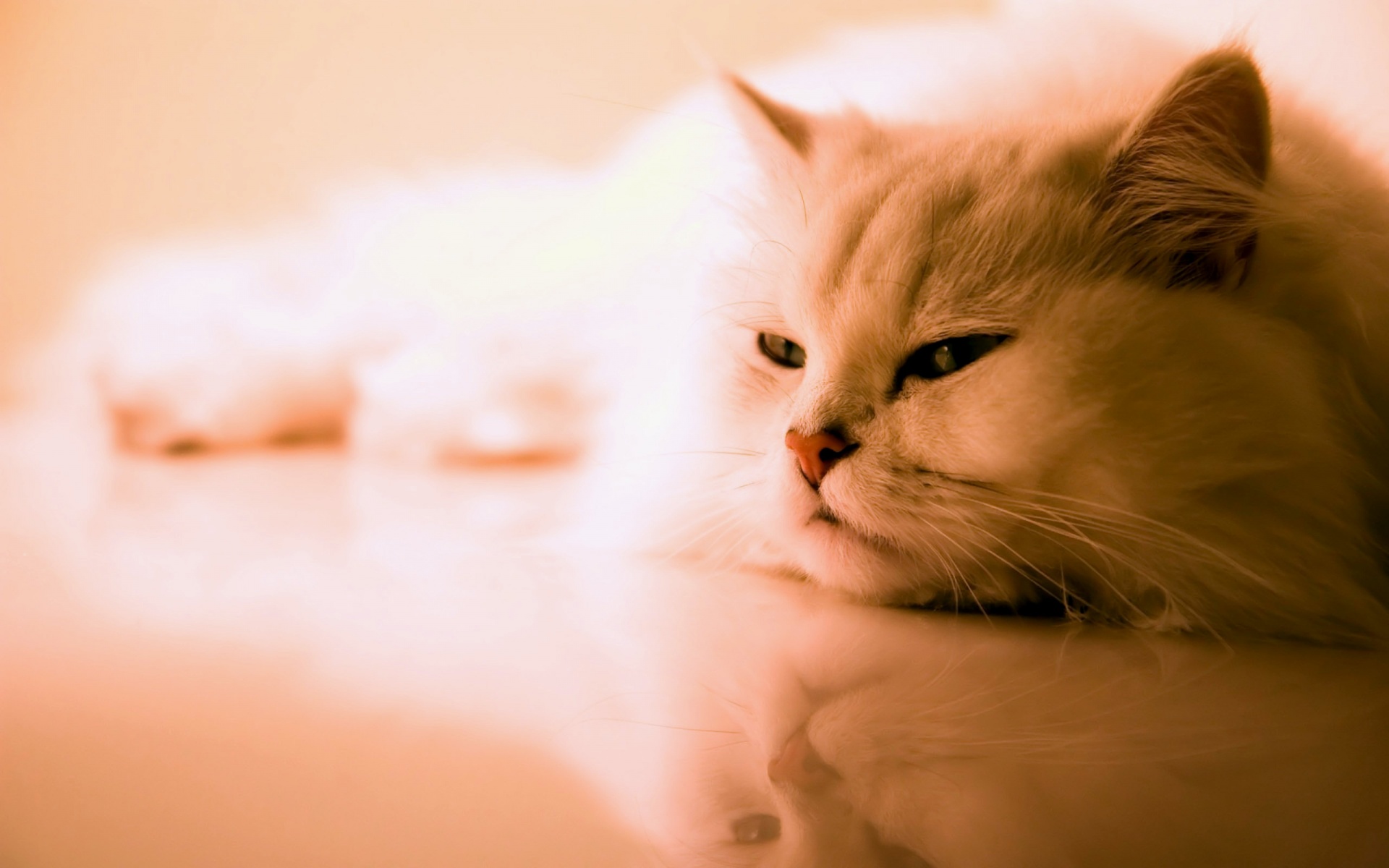 Free download wallpaper Cat, Animal on your PC desktop