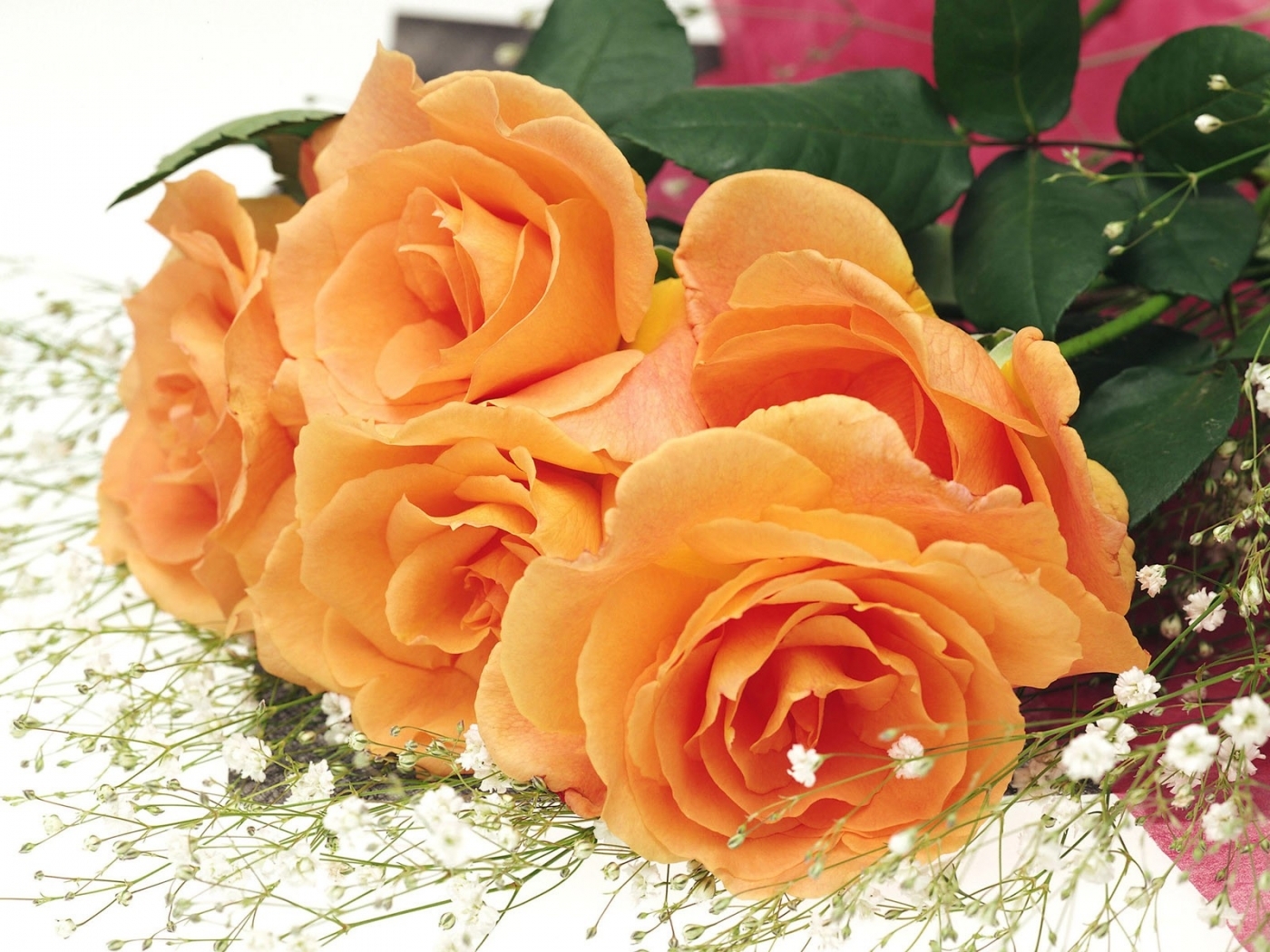 Laden Sie das Blumen, Roses, Pflanzen-Bild kostenlos auf Ihren PC-Desktop herunter