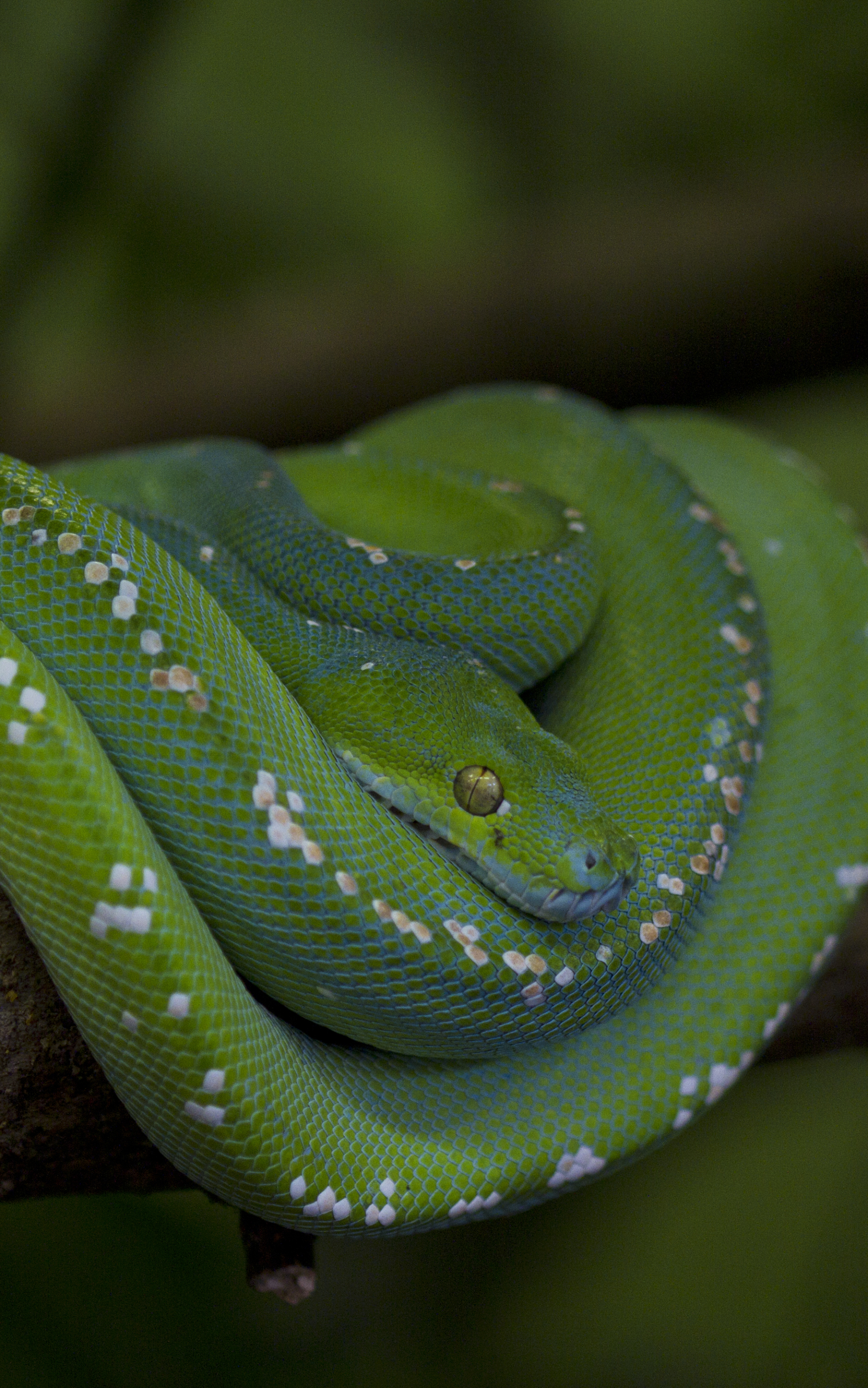 Descarga gratis la imagen Animales, Serpiente, Reptiles, Pitón, Pitón De Árbol Verde en el escritorio de tu PC
