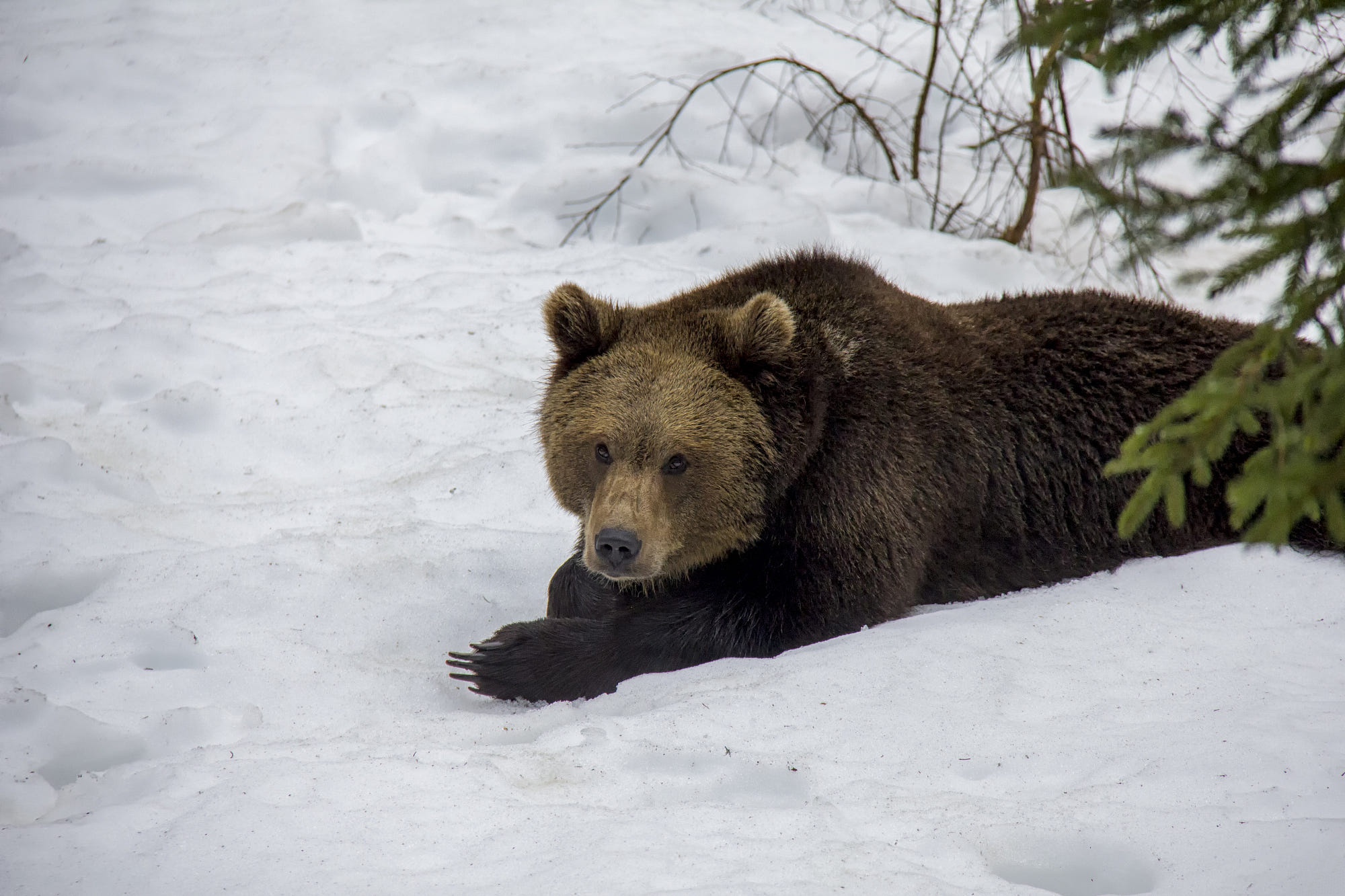 Download mobile wallpaper Winter, Snow, Bears, Bear, Animal for free.