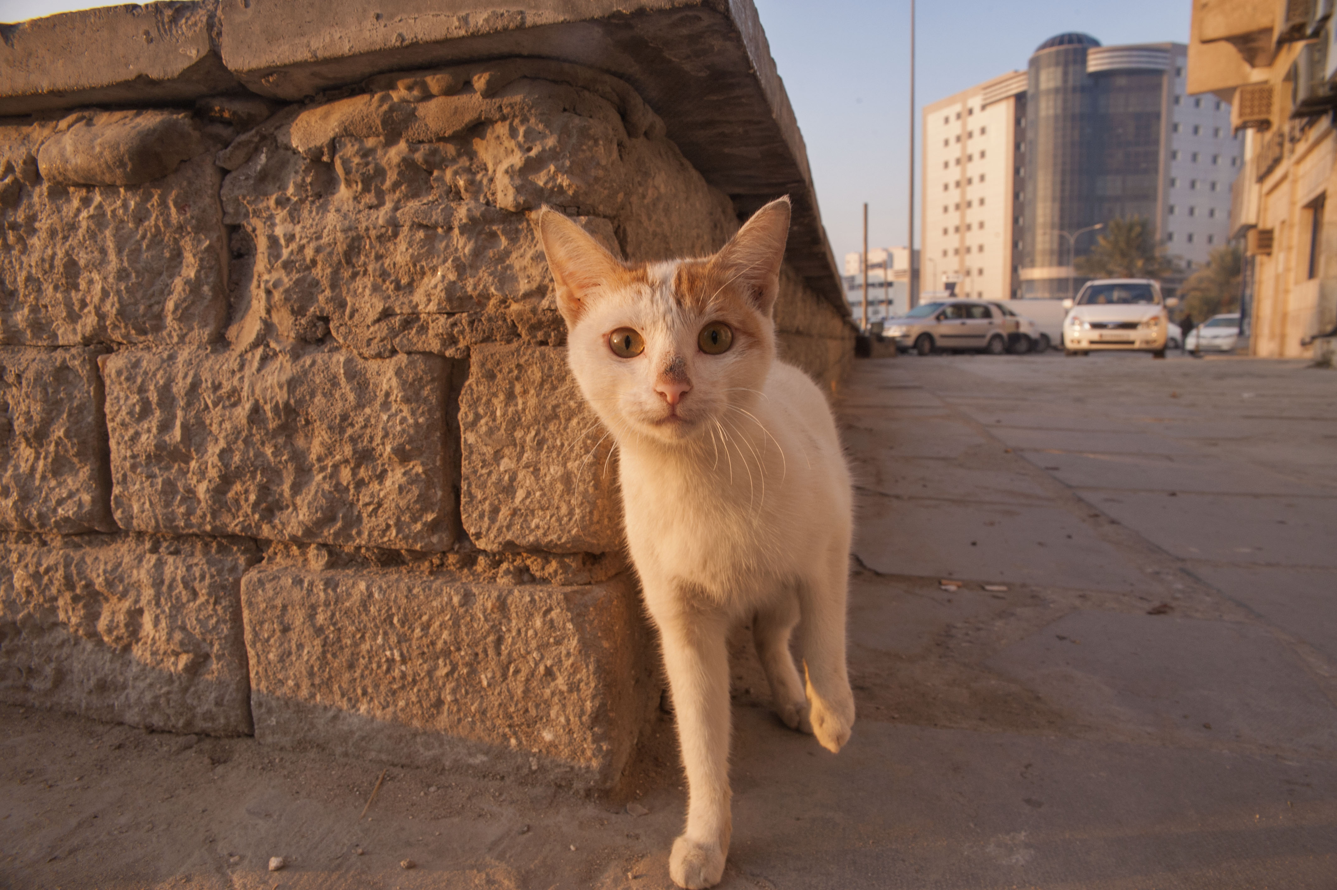 Скачать картинку Кошка, Животные, Кошки в телефон бесплатно.