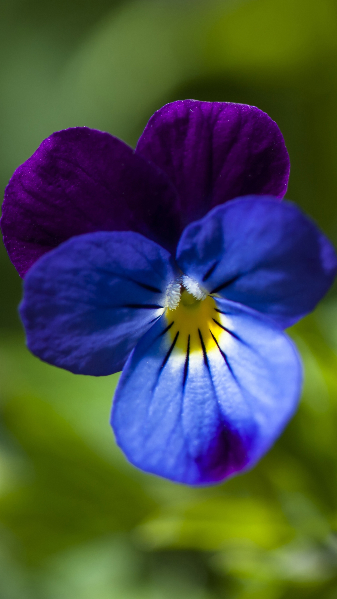 Download mobile wallpaper Nature, Flowers, Flower, Earth, Pansy, Blue Flower for free.