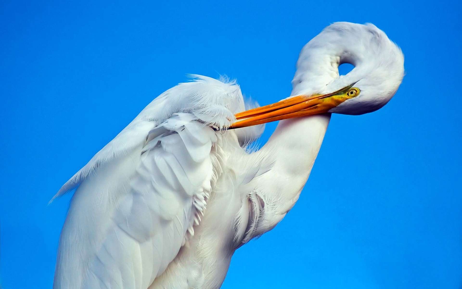 PCデスクトップに動物, 鳥画像を無料でダウンロード