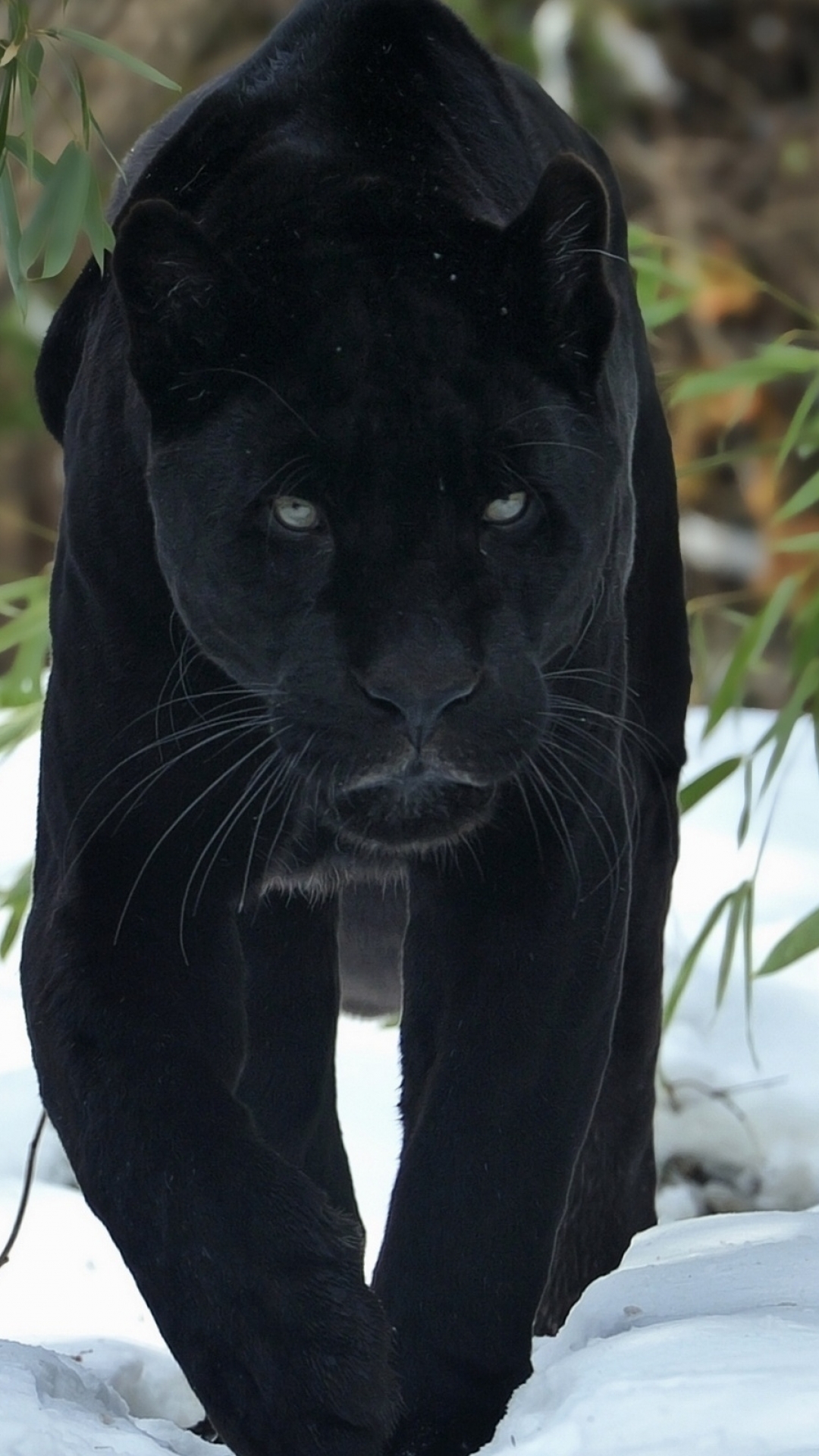 Download mobile wallpaper Black Panther, Cats, Animal for free.