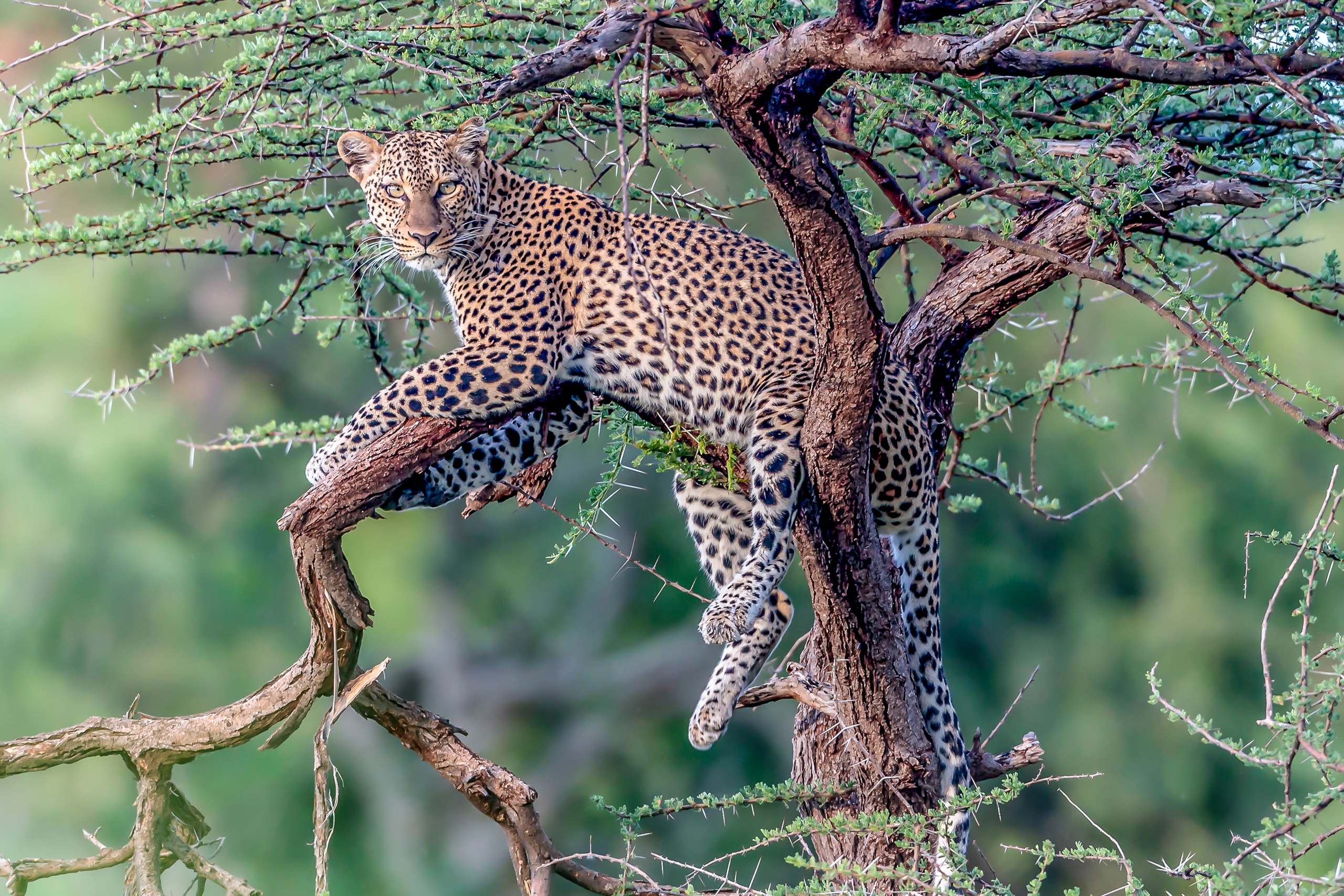 Baixar papel de parede para celular de Animais, Gatos, Leopardo gratuito.