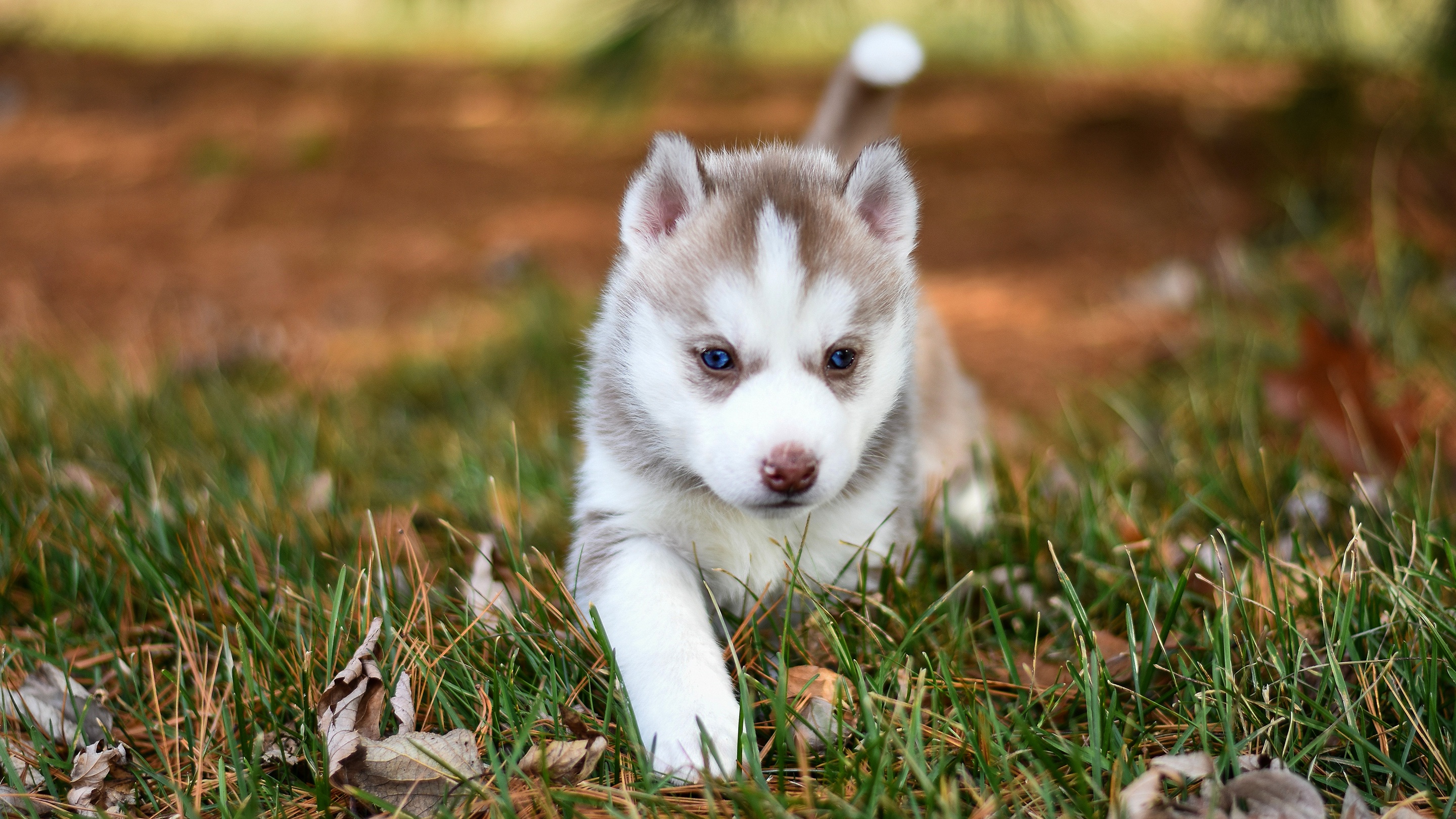 Laden Sie das Tiere, Hunde, Hund, Welpen, Sibirischer Husky, Tierbaby, Schlittenhund-Bild kostenlos auf Ihren PC-Desktop herunter