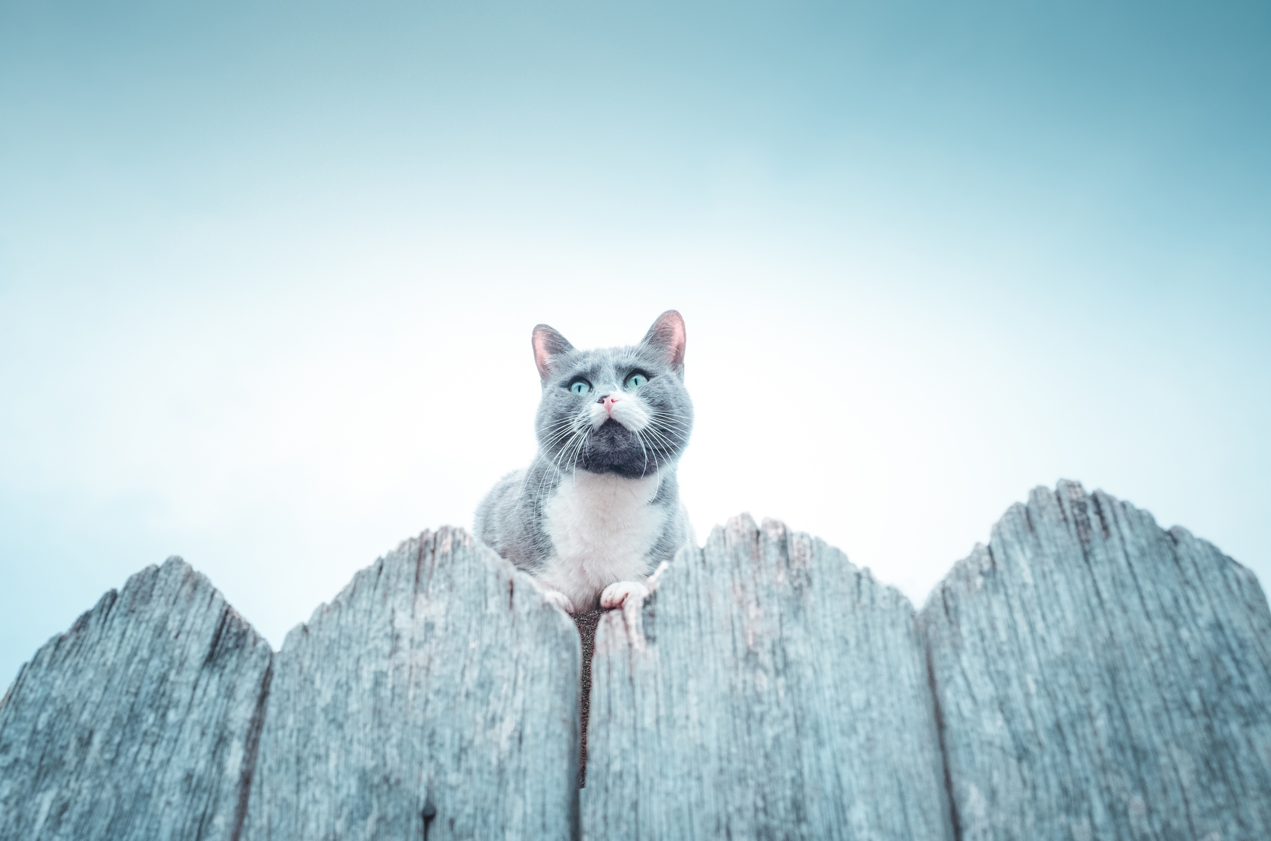 Baixe gratuitamente a imagem Animais, Gatos, Gato na área de trabalho do seu PC