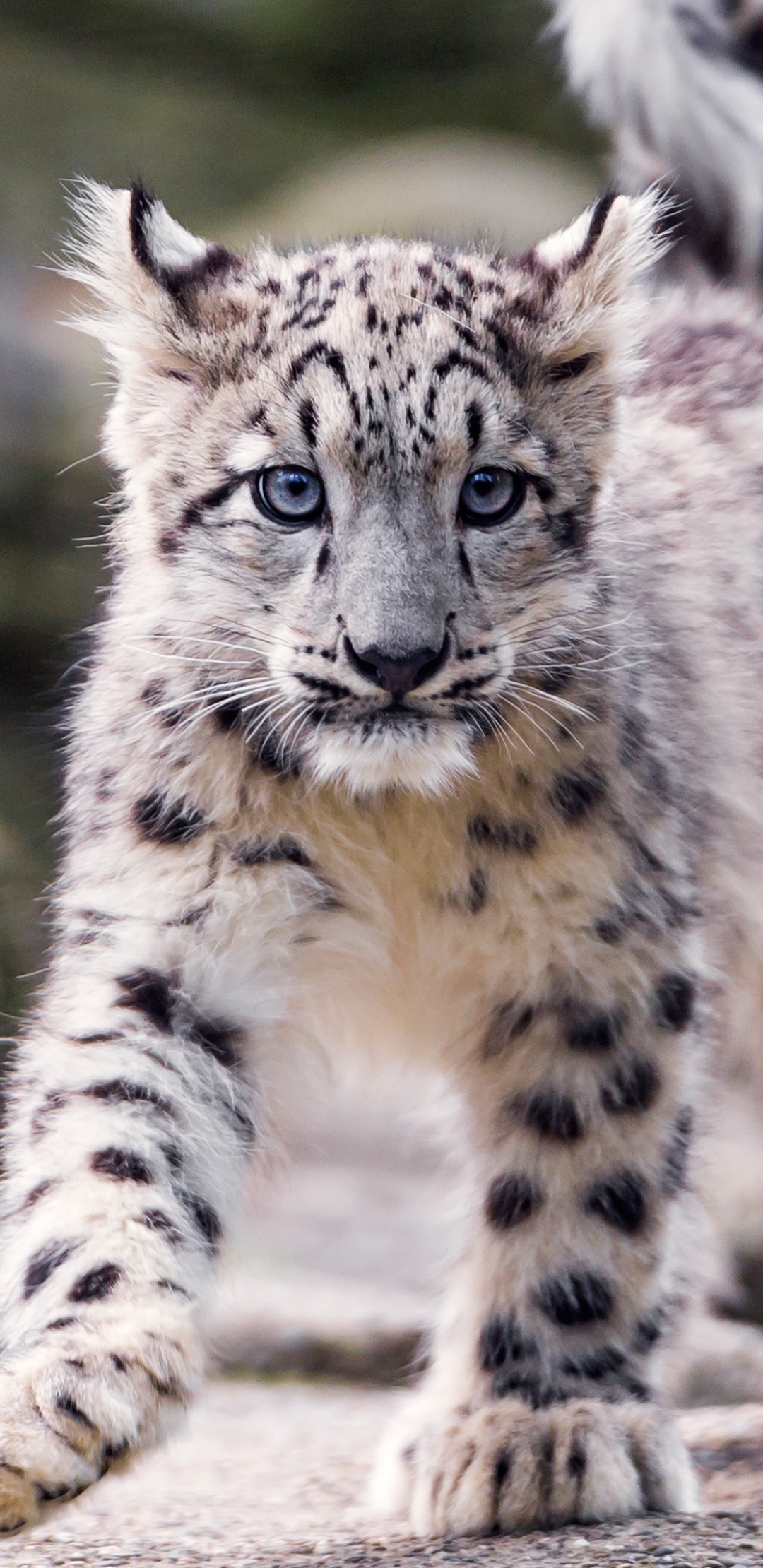Download mobile wallpaper Cats, Snow Leopard, Animal, Cub for free.