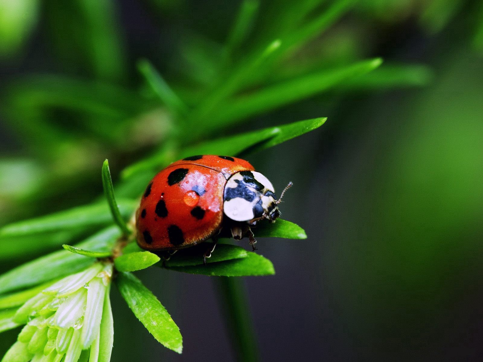 plant, ladybug, grass, macro, ladybird HD wallpaper