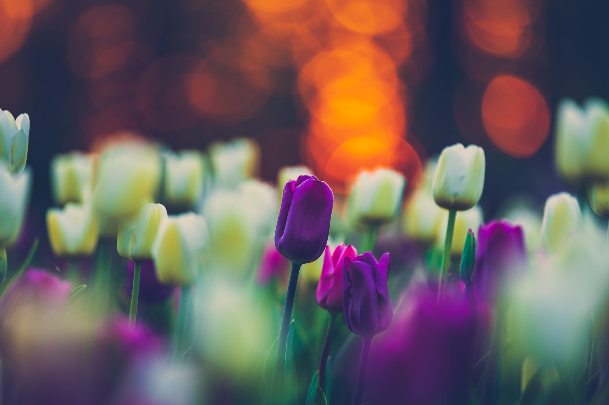 Téléchargez gratuitement l'image Fleurs, Fleur, Tulipe, Fleur Blanche, Fleur Mauve, La Nature, Terre/nature sur le bureau de votre PC