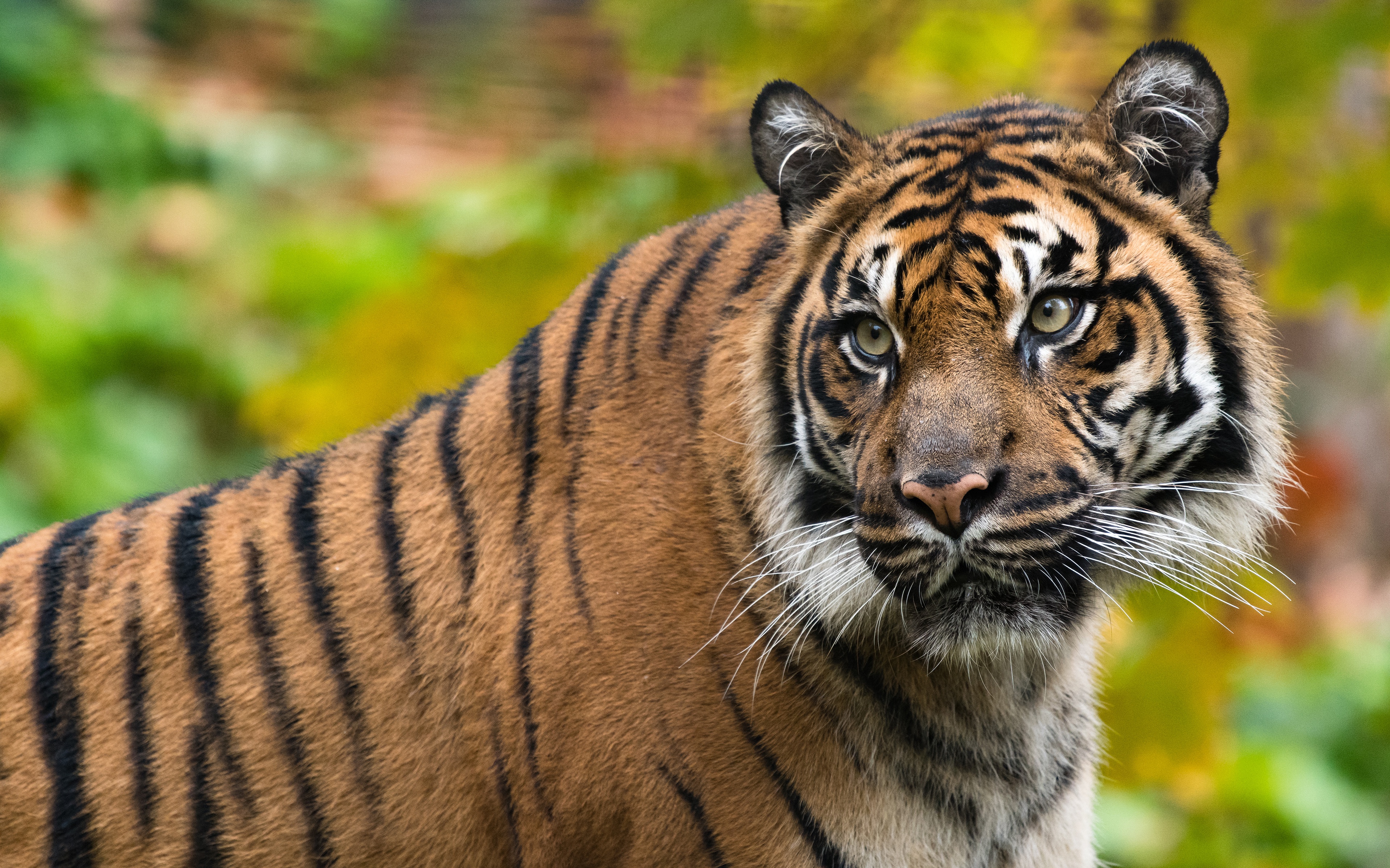 Téléchargez des papiers peints mobile Animaux, Chats, Tigre gratuitement.