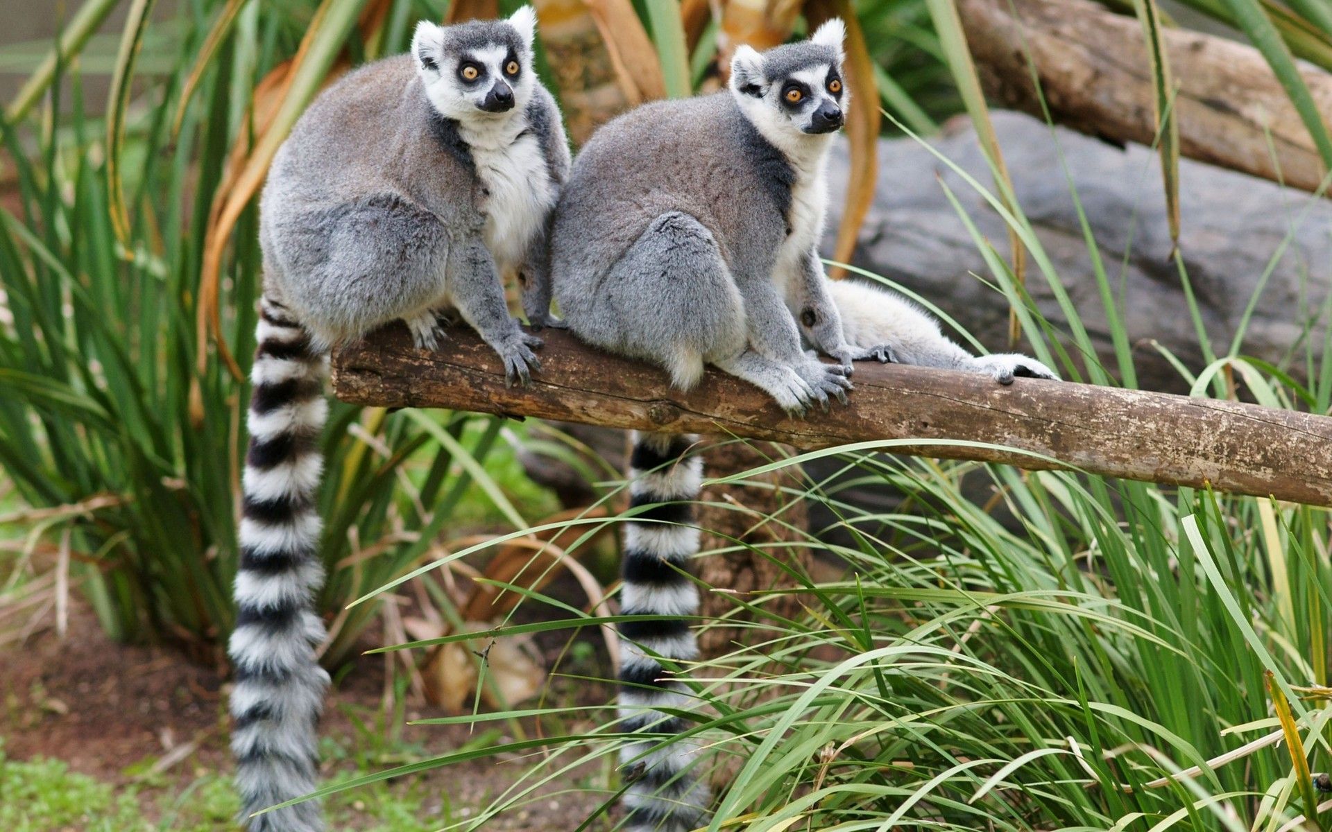 Free download wallpaper Monkeys, Animal, Lemur, Primate on your PC desktop