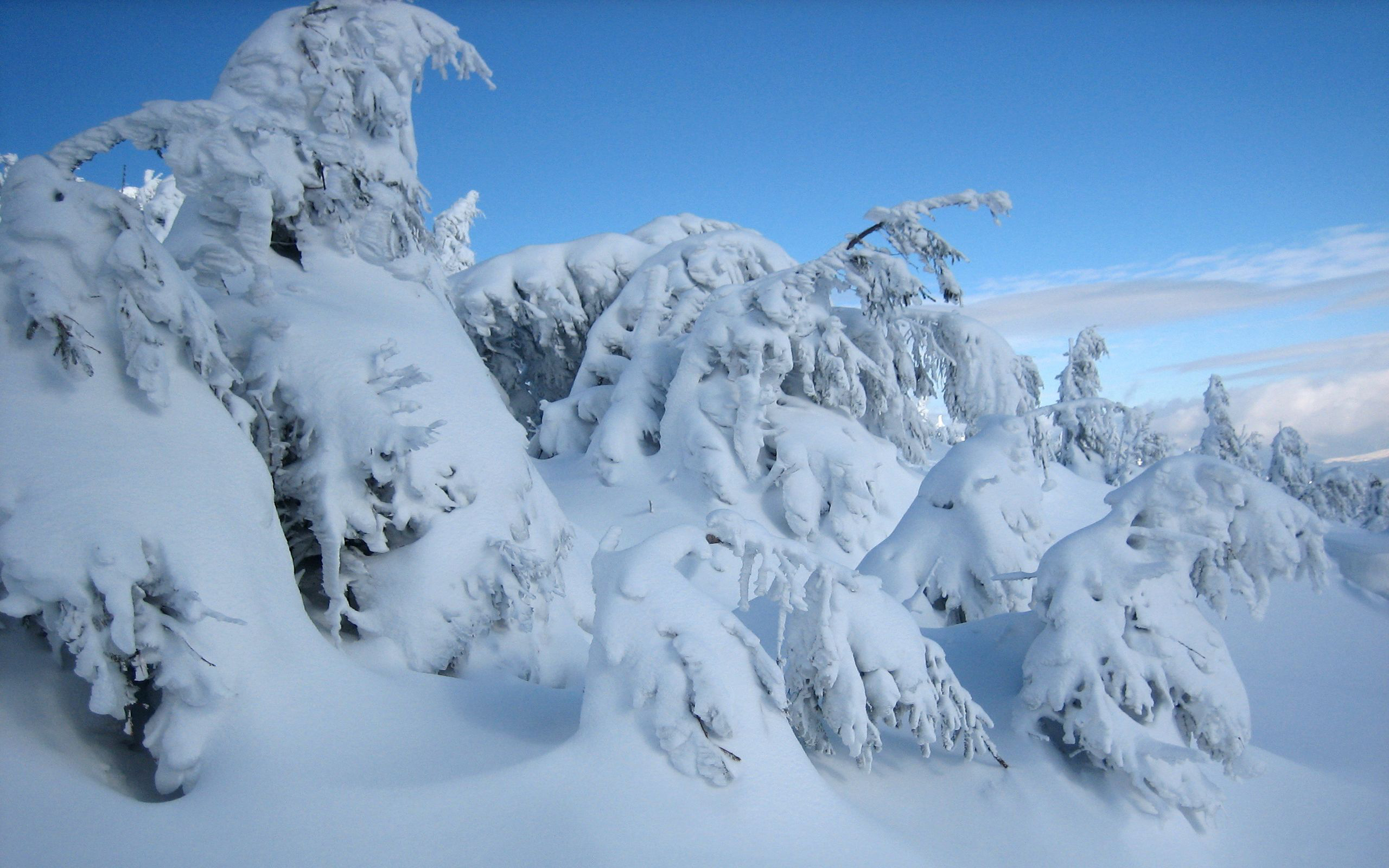 Descarga gratis la imagen Invierno, Tierra/naturaleza en el escritorio de tu PC