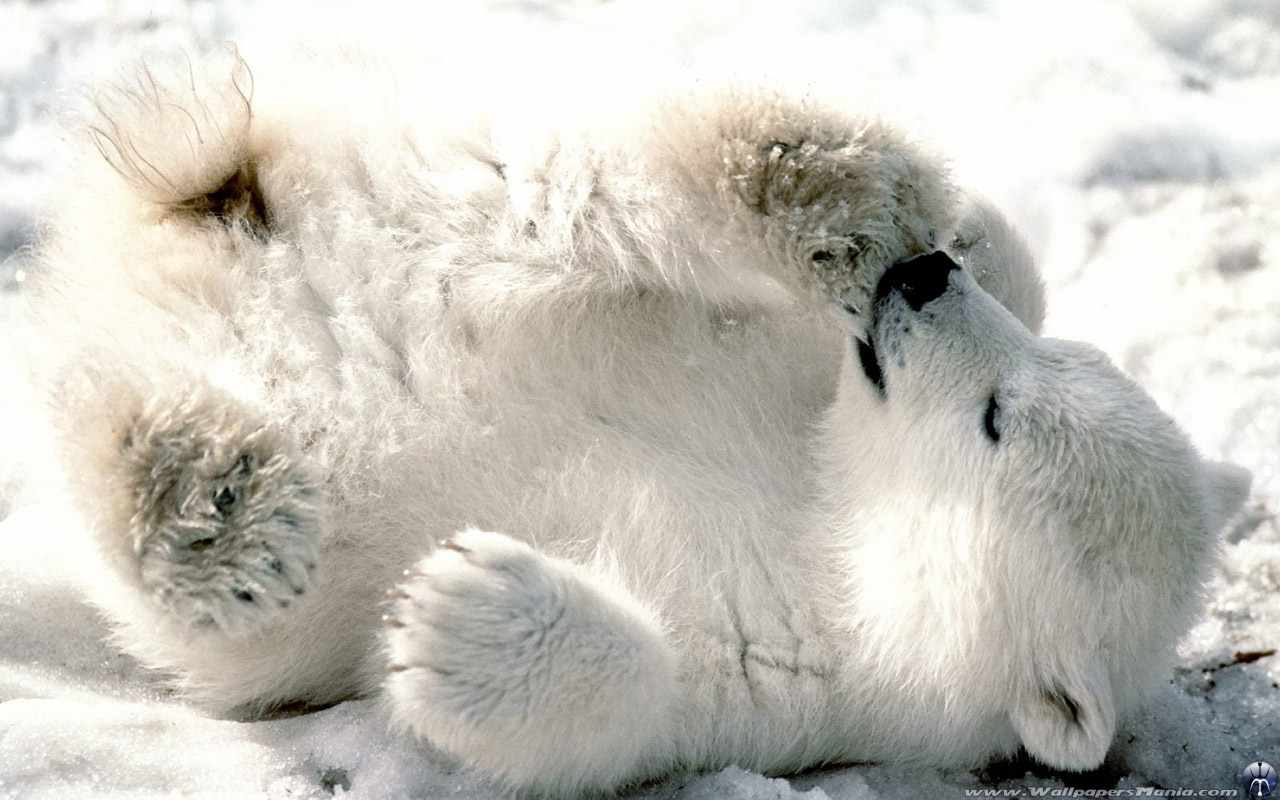 Baixe gratuitamente a imagem Animais, Urso Polar na área de trabalho do seu PC