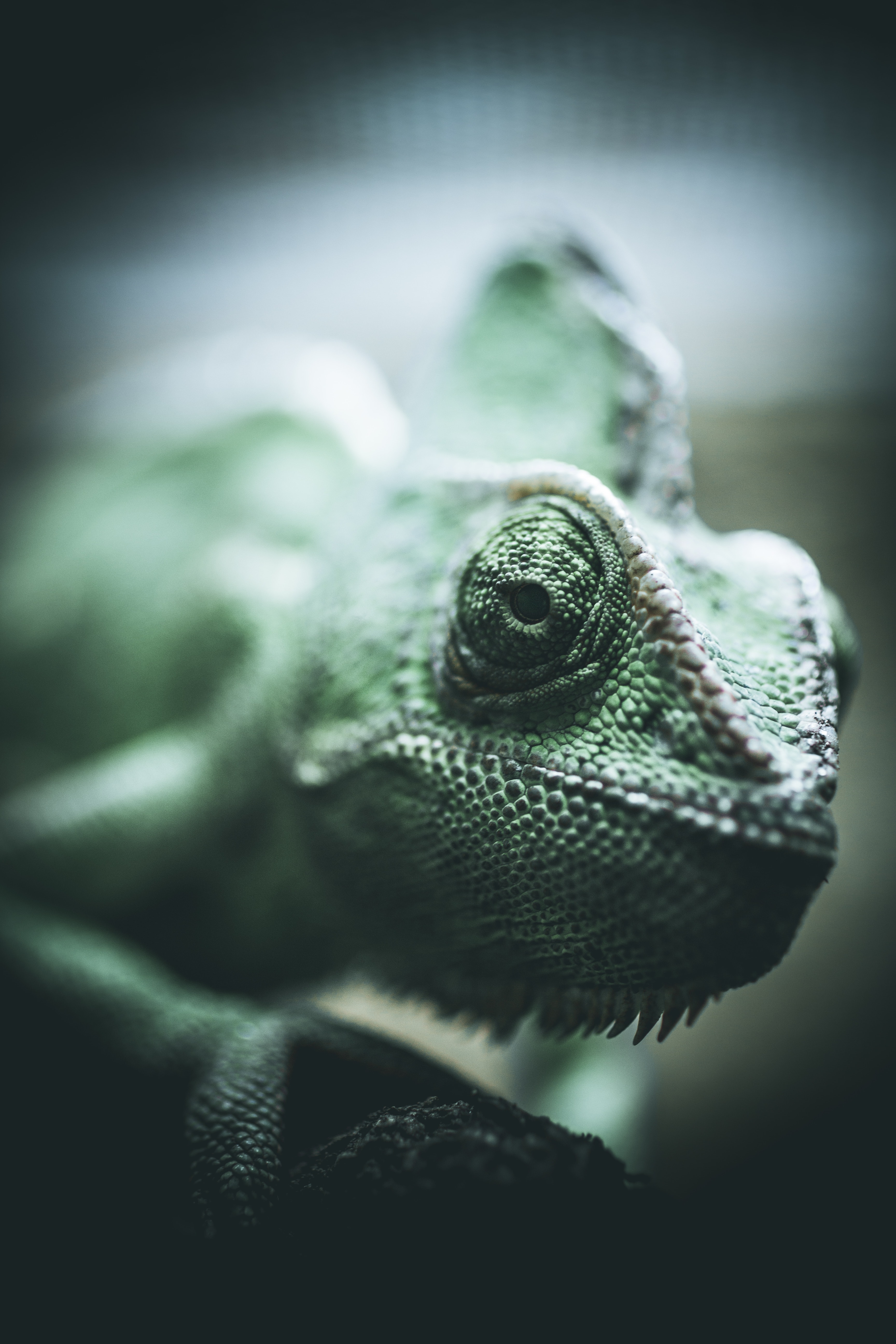 animals, eyes, reptile, chameleon, scales, scale