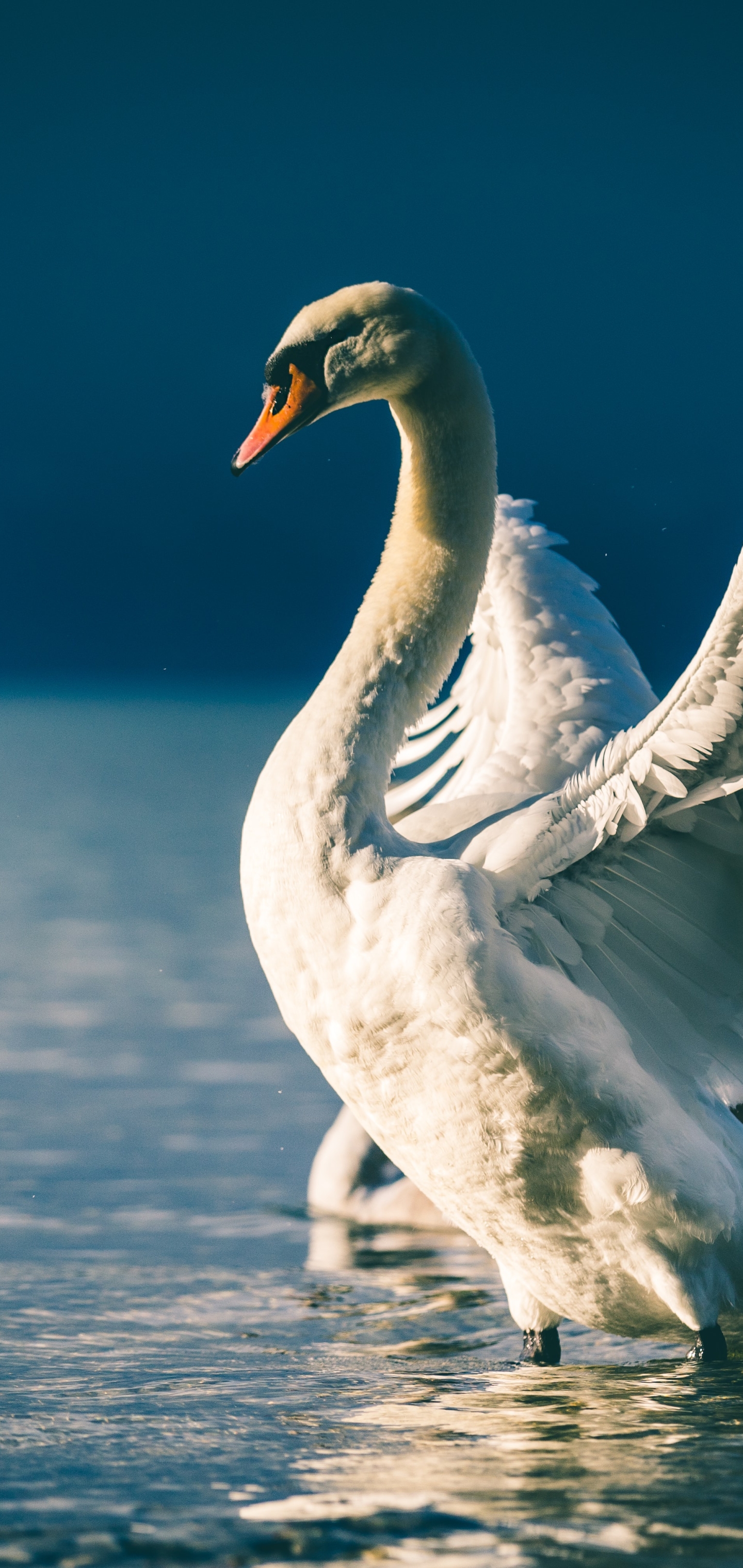 Download mobile wallpaper Birds, Bird, Animal, Wings, Swan, Pond, Mute Swan for free.