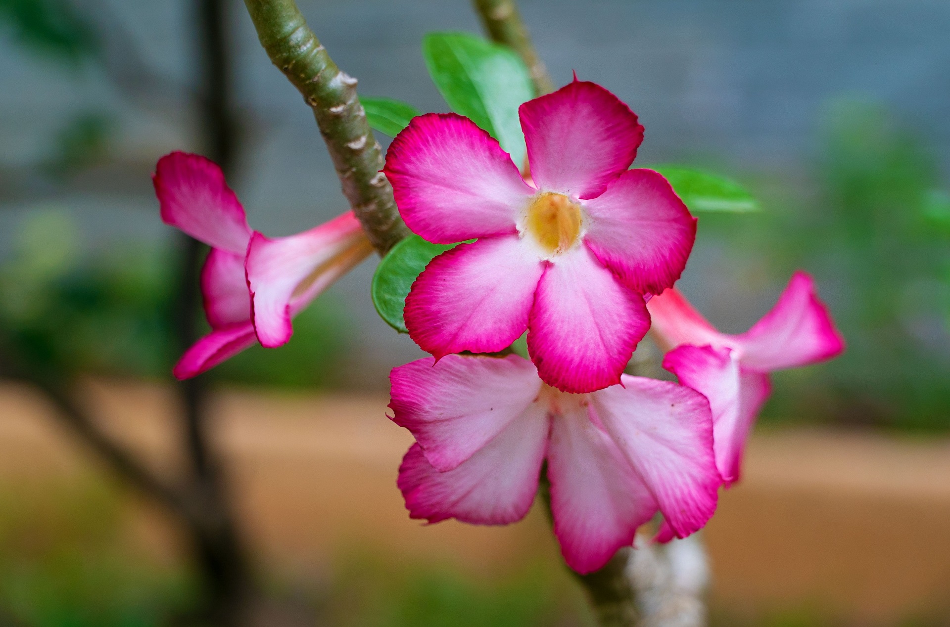 Laden Sie Adenium Obesum HD-Desktop-Hintergründe herunter