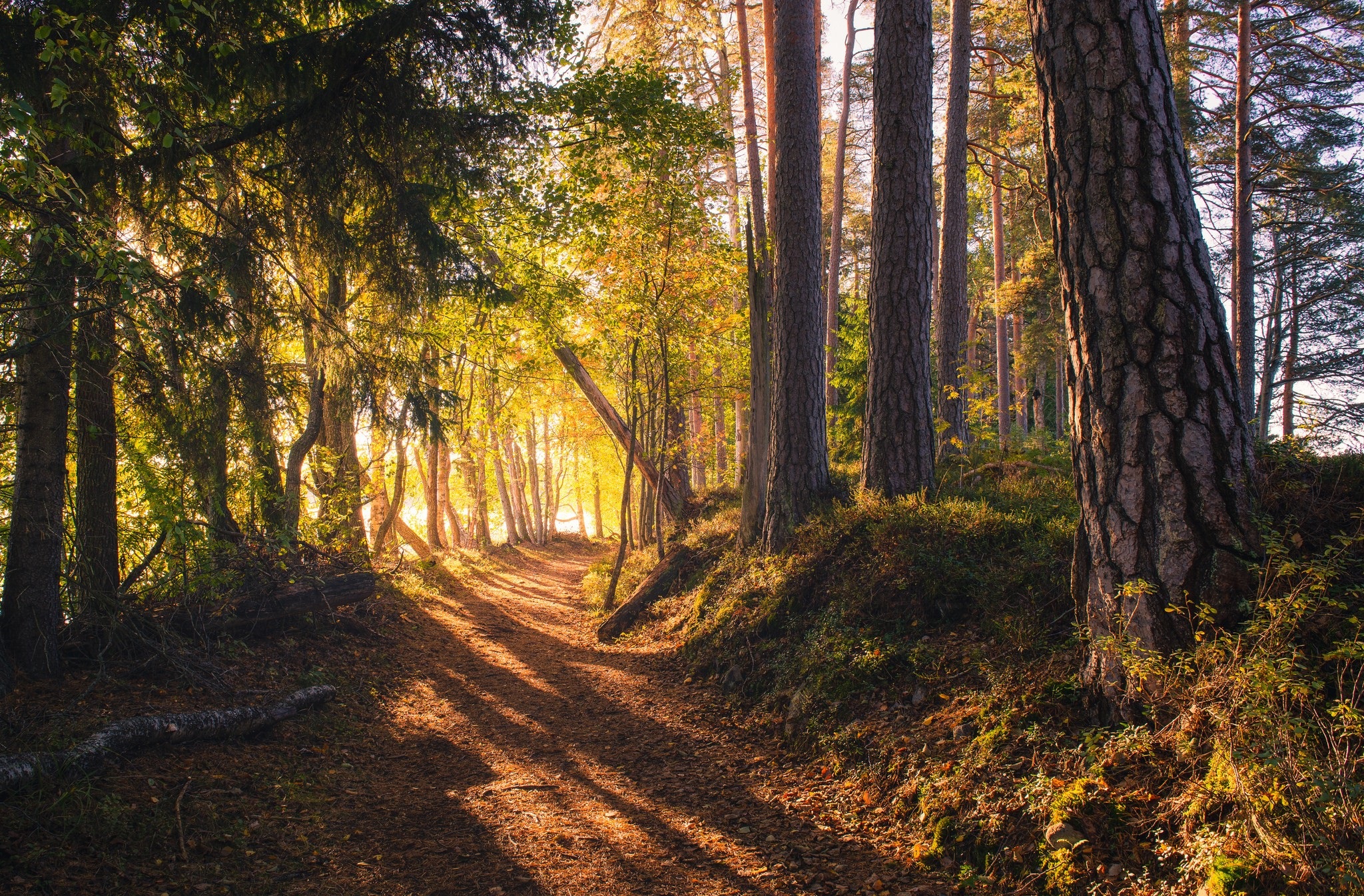 Handy-Wallpaper Natur, Wald, Baum, Pfad, Erde/natur kostenlos herunterladen.