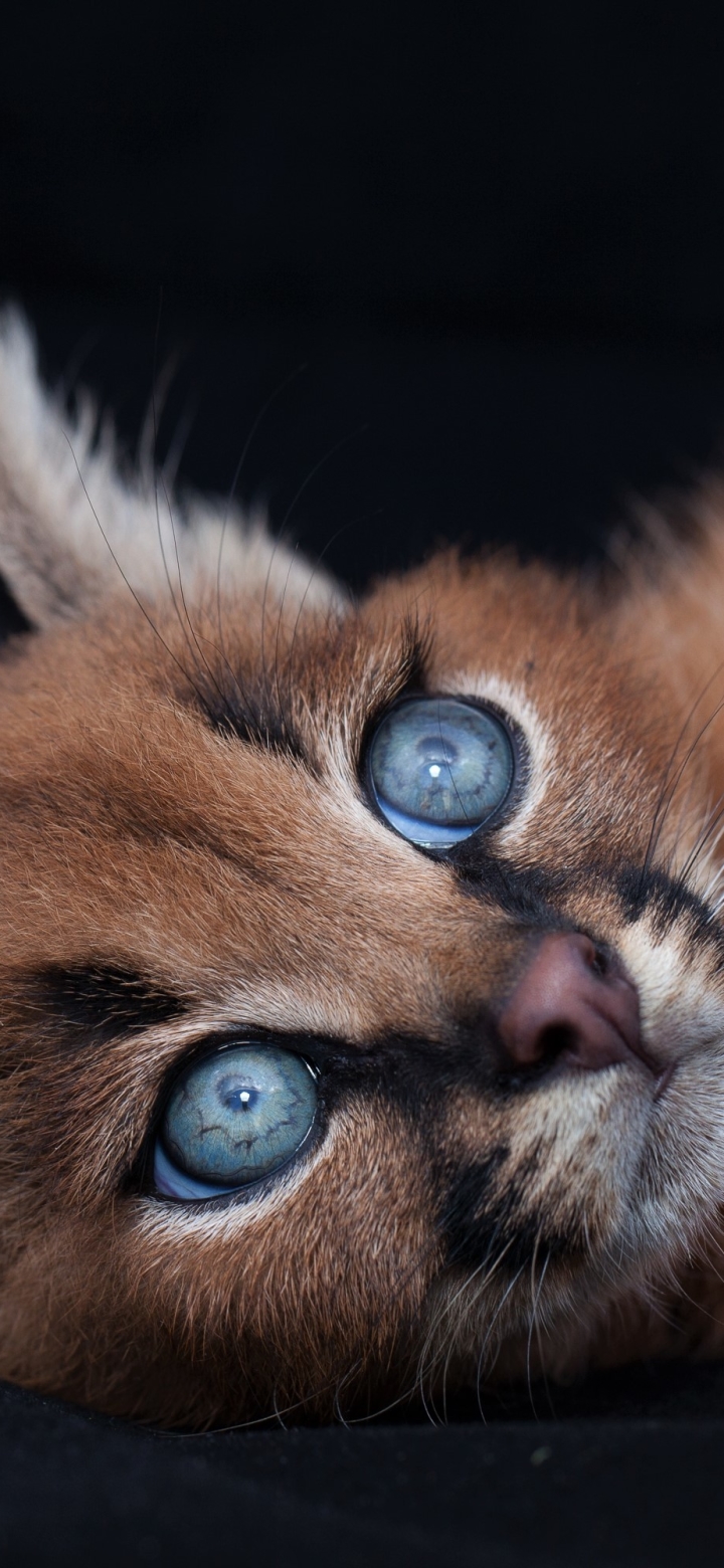 Download mobile wallpaper Cats, Animal, Caracal, Blue Eyes, Baby Animal, Cub for free.