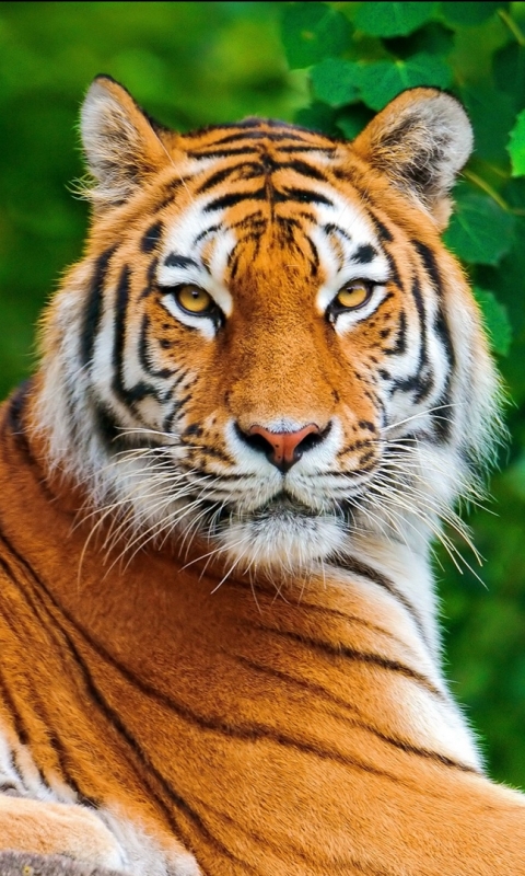 Download mobile wallpaper Cats, Cat, Tiger, Animal for free.