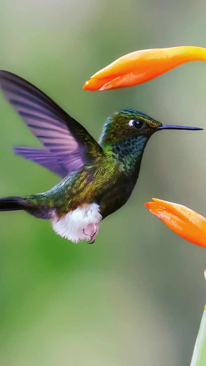 Descarga gratuita de fondo de pantalla para móvil de Animales, Pájaro, De Cerca, Aves, Ave, Colibrí.