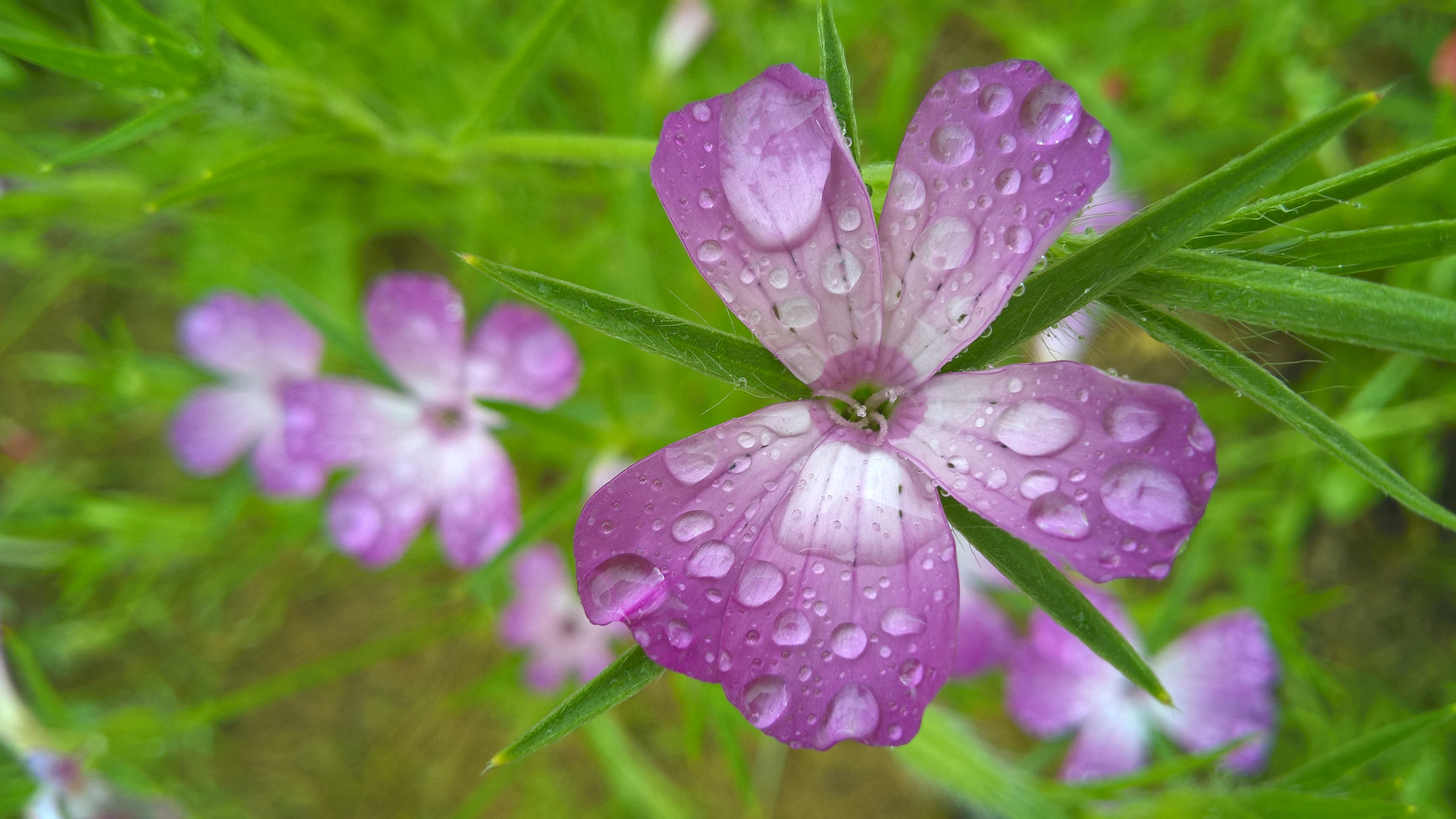 Download mobile wallpaper Purple Flower, Blur, Water Drop, Flowers, Nature, Flower, Earth for free.